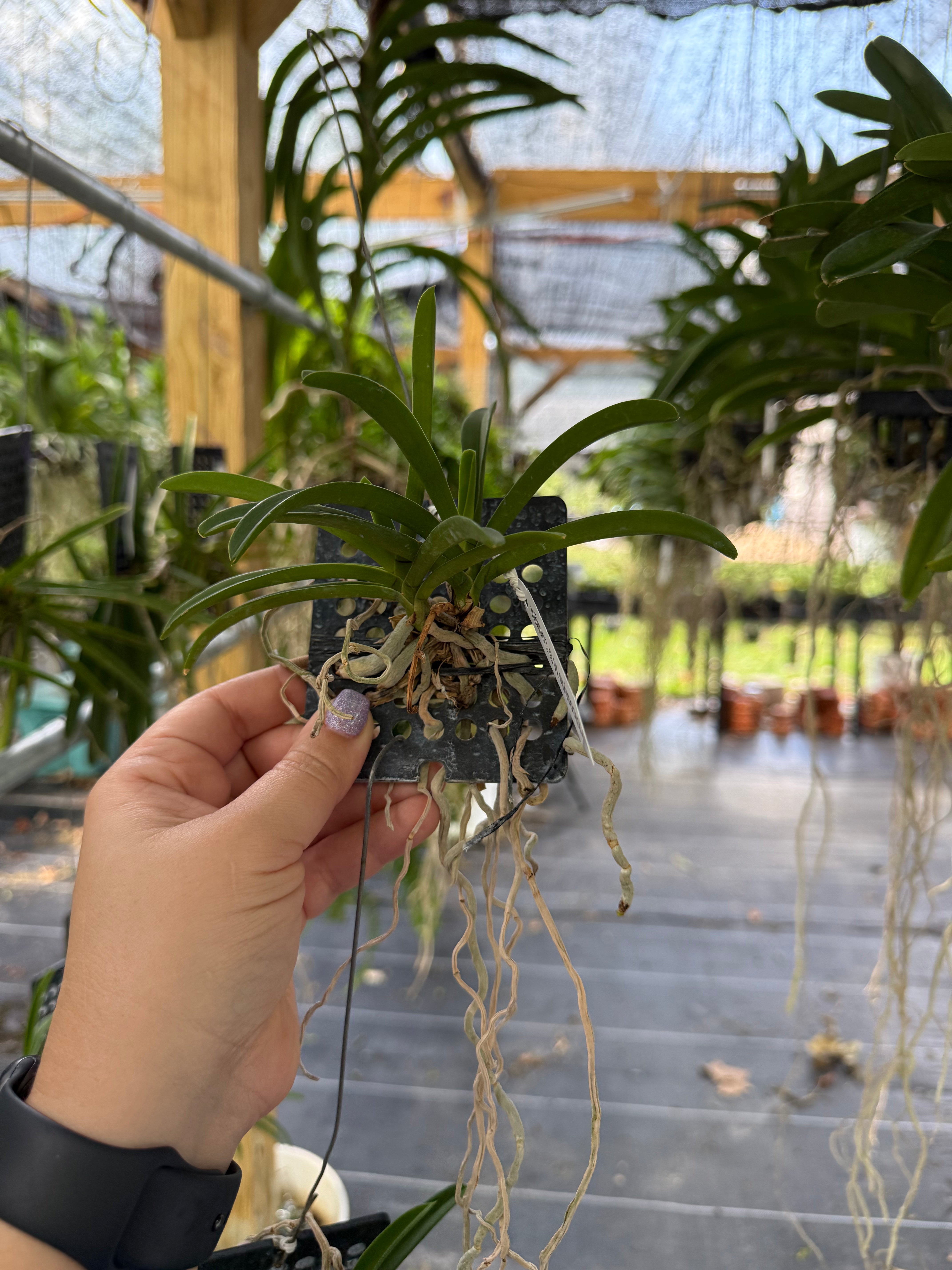 Holcostylis M S Sunlight