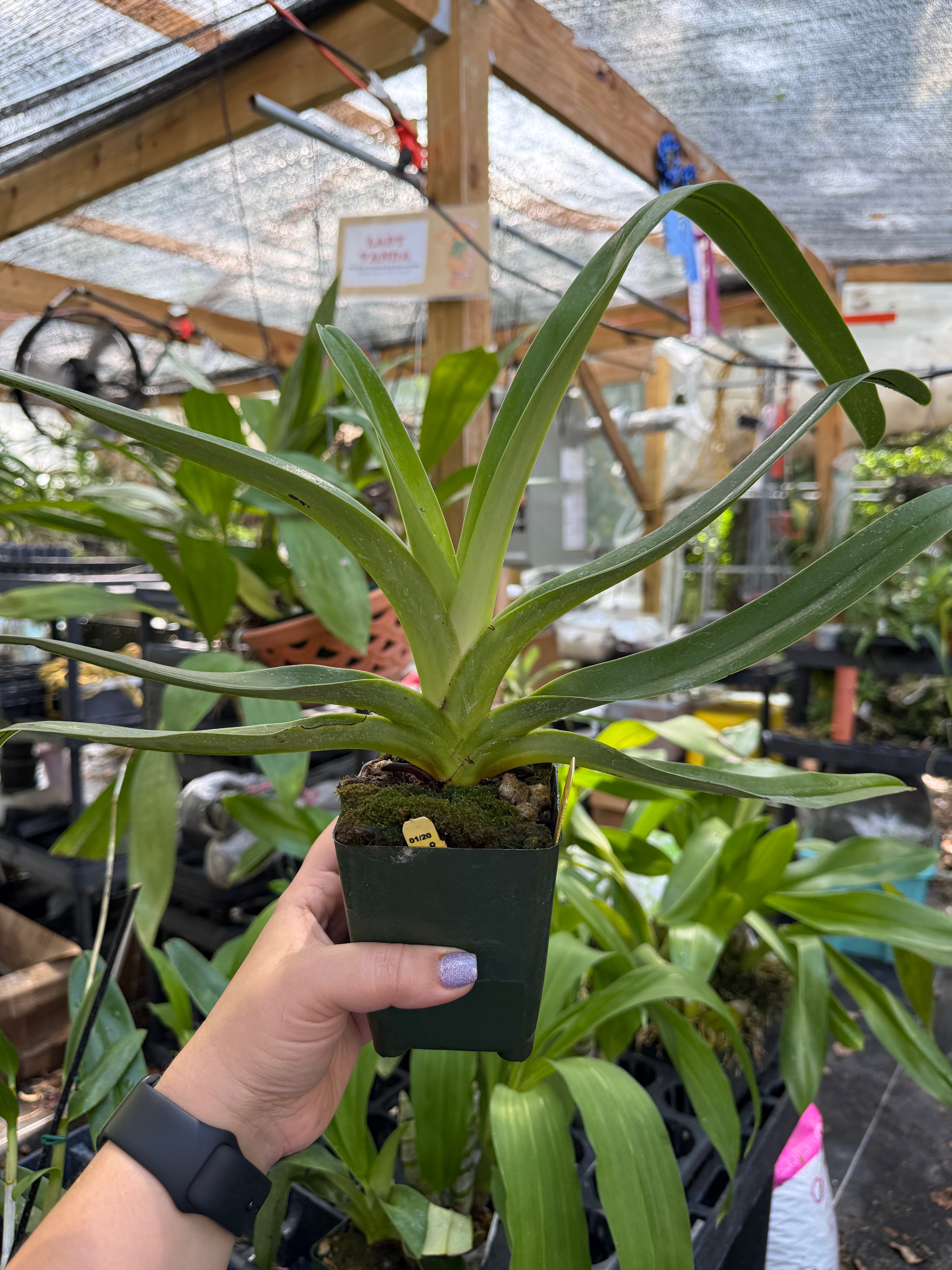 Paphiopedilum Kolosand x stonei