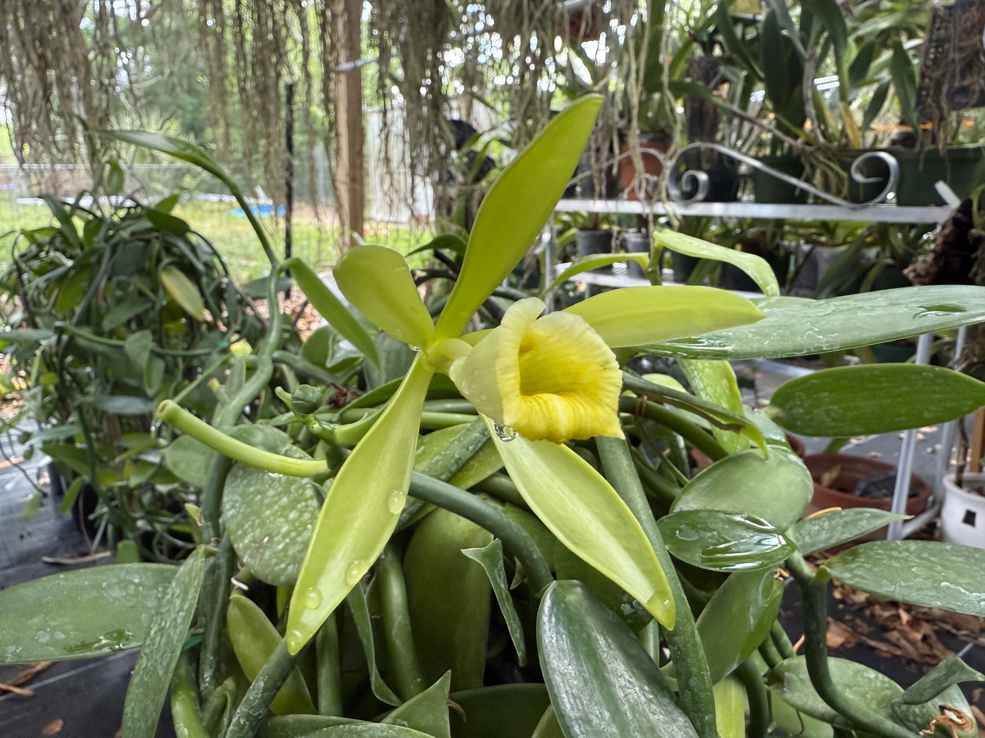 Vanilla planifolia