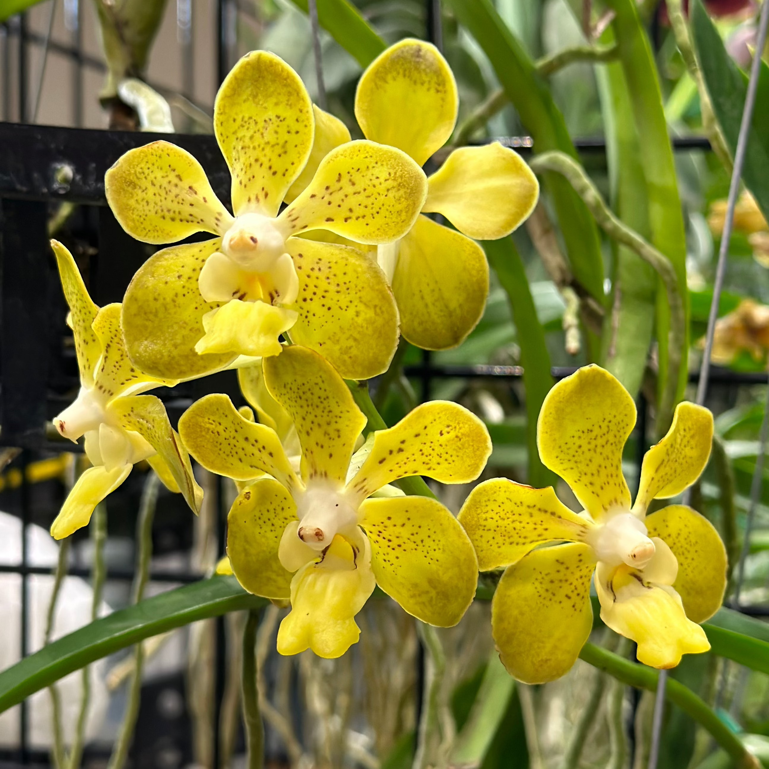 V. Xena- Extremely Fragrant!