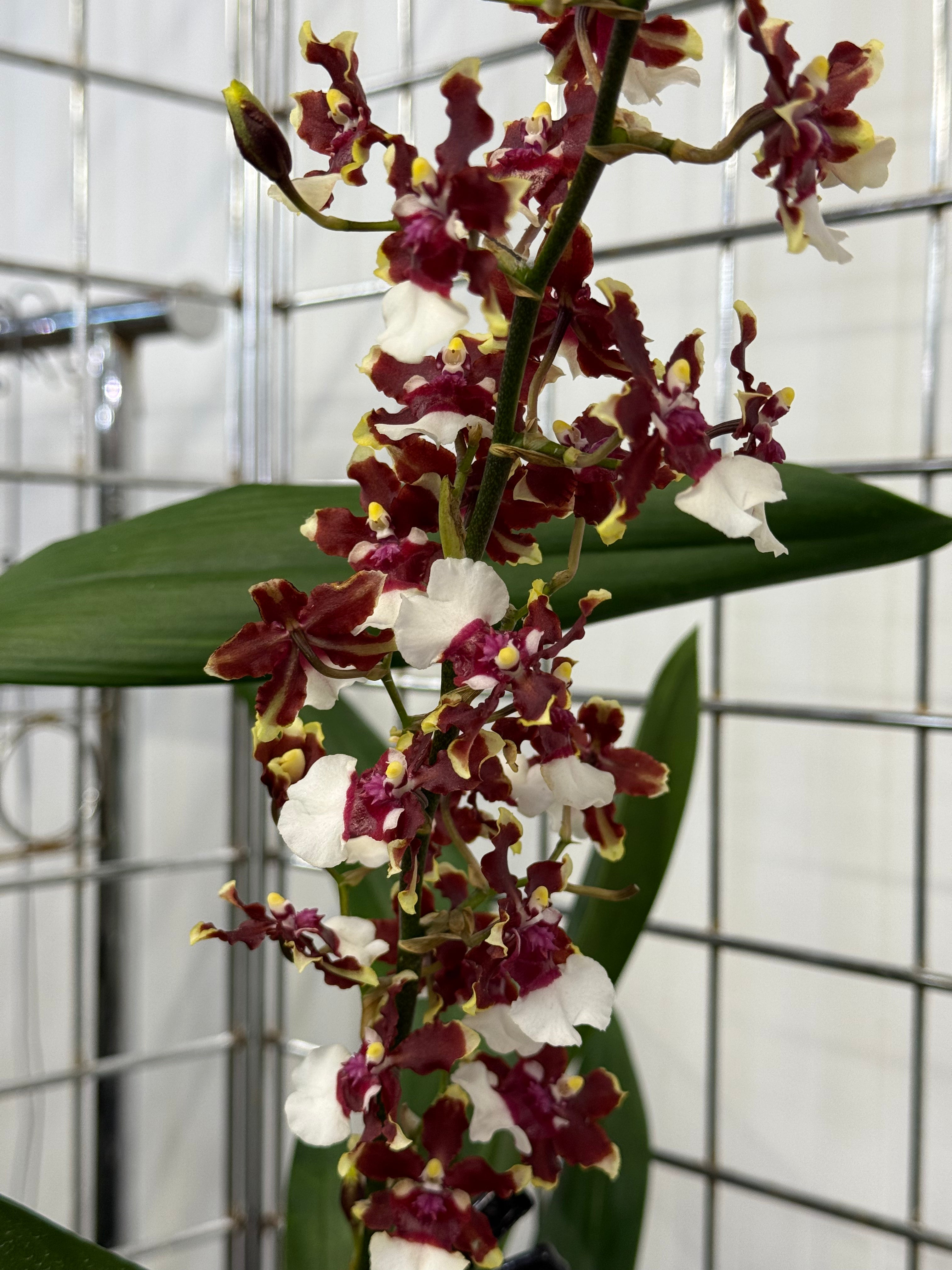 Oncidium Aka Baby &