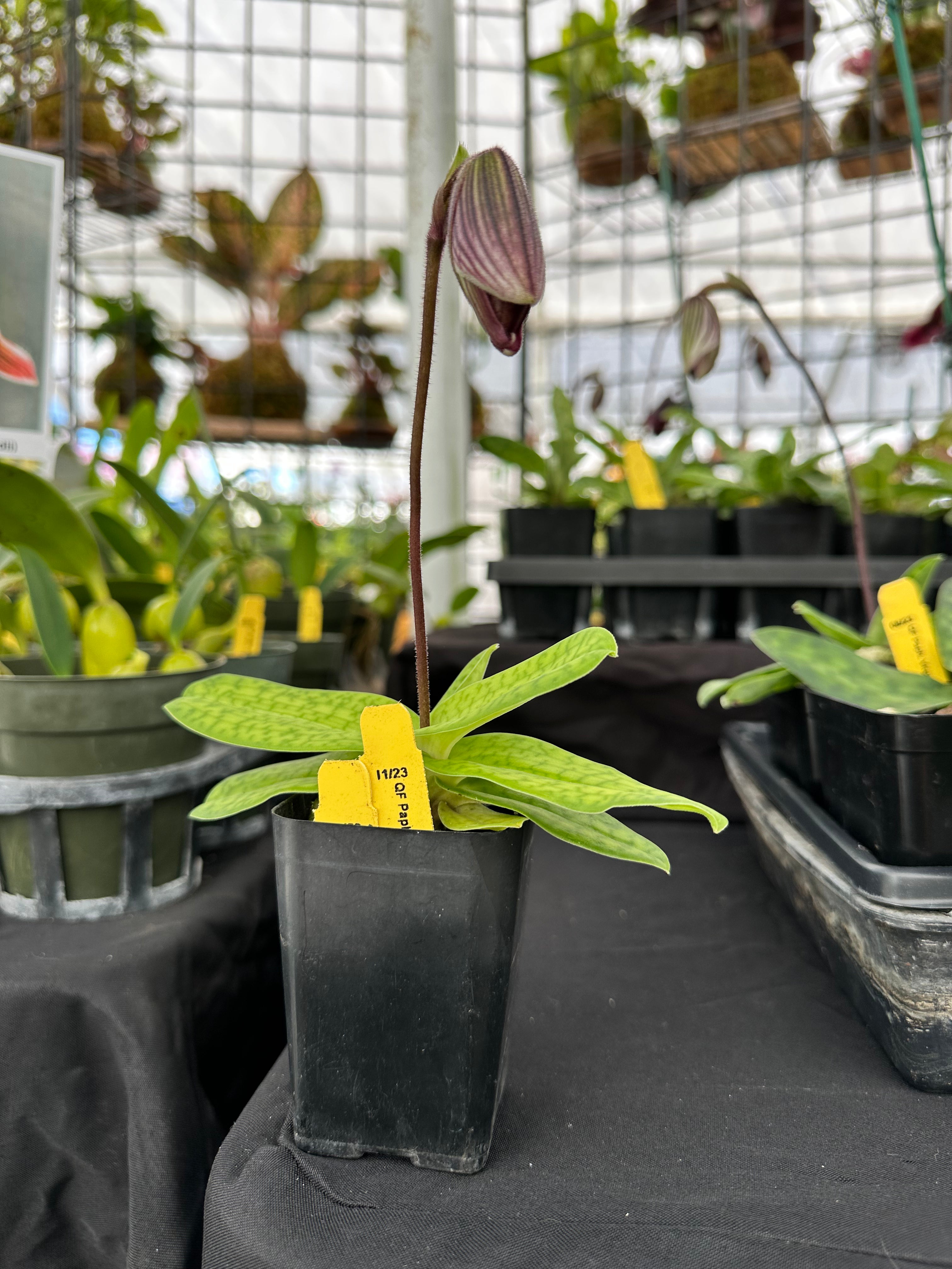 Paph. Vexillarium x fairrieanum - 2" Pots