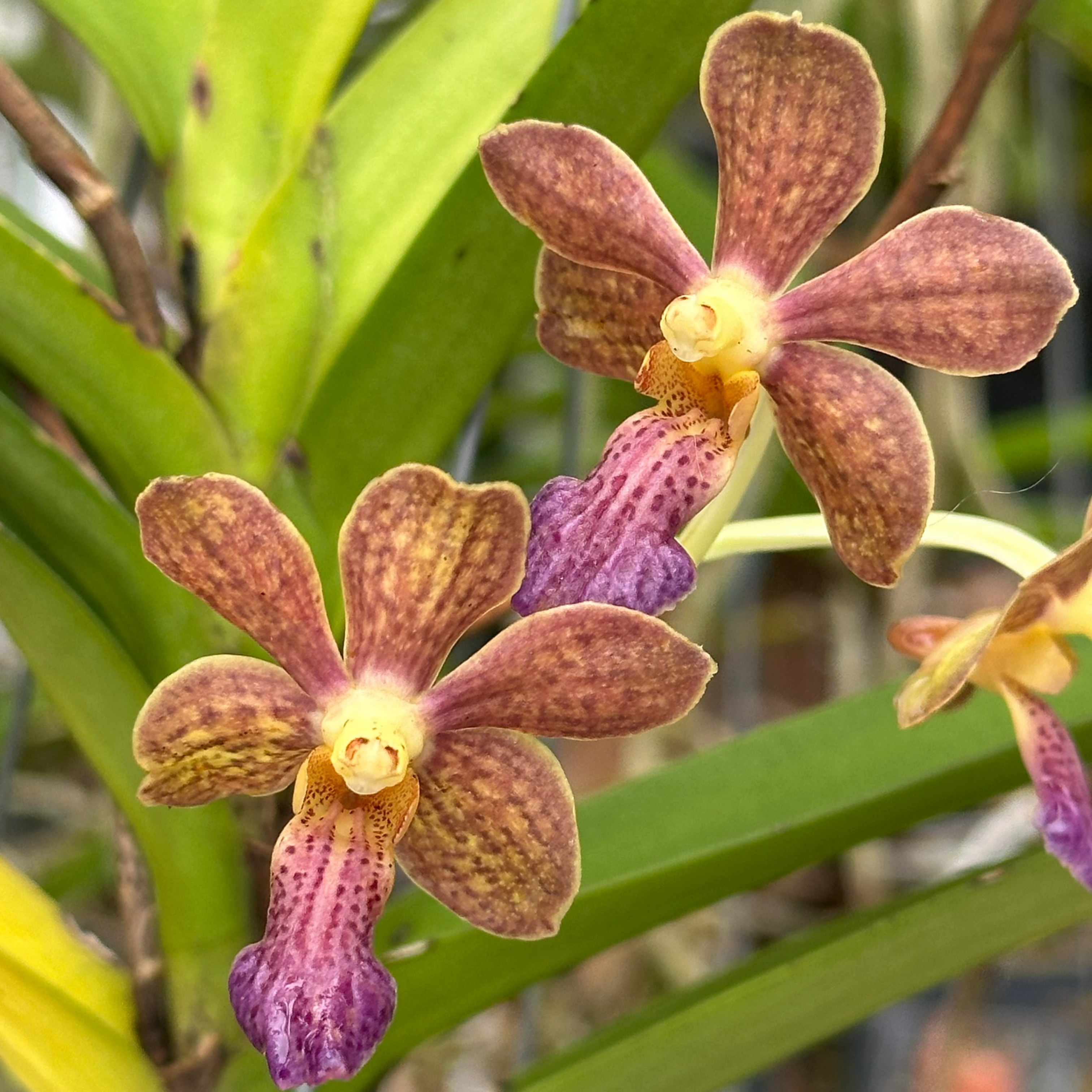 Vdpa. Little Fancy x. Vanda (insignis - Mimi Palmer)