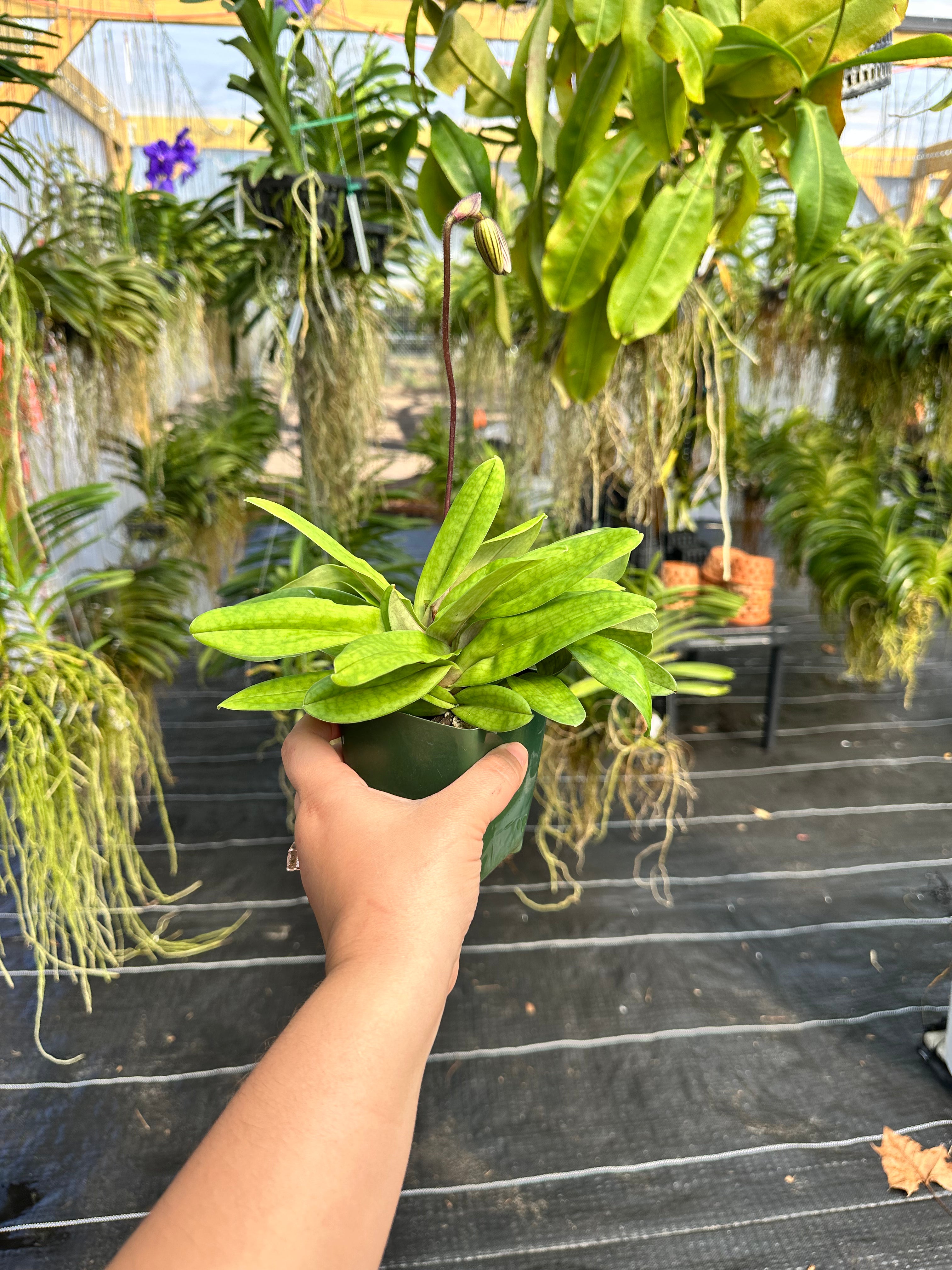 Paph. Vexillarium- 4" Pots
