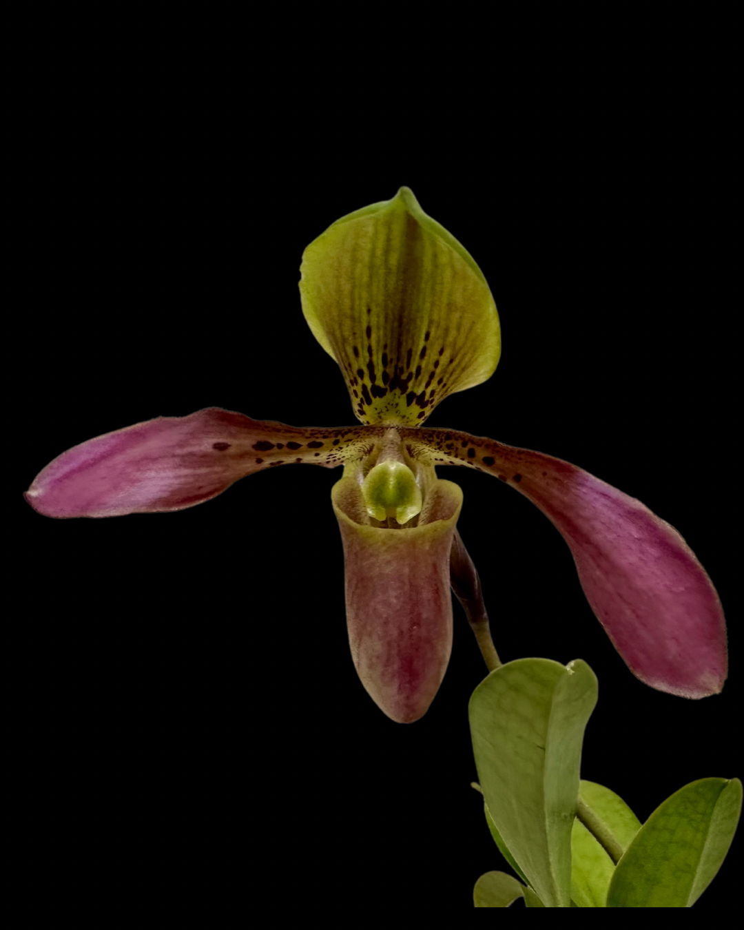 Paph. QF Tiger Apple(appletonianun x tigrinum)
