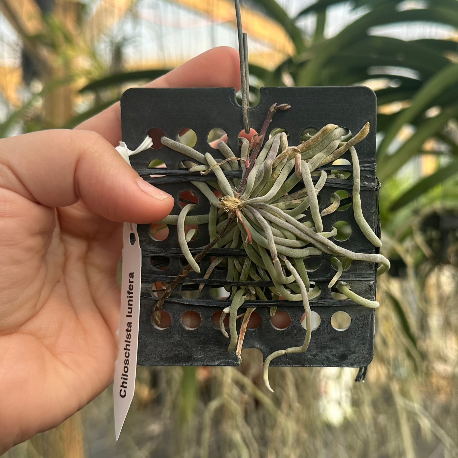 Chiloschista lunifera- Thai Ghost orchid