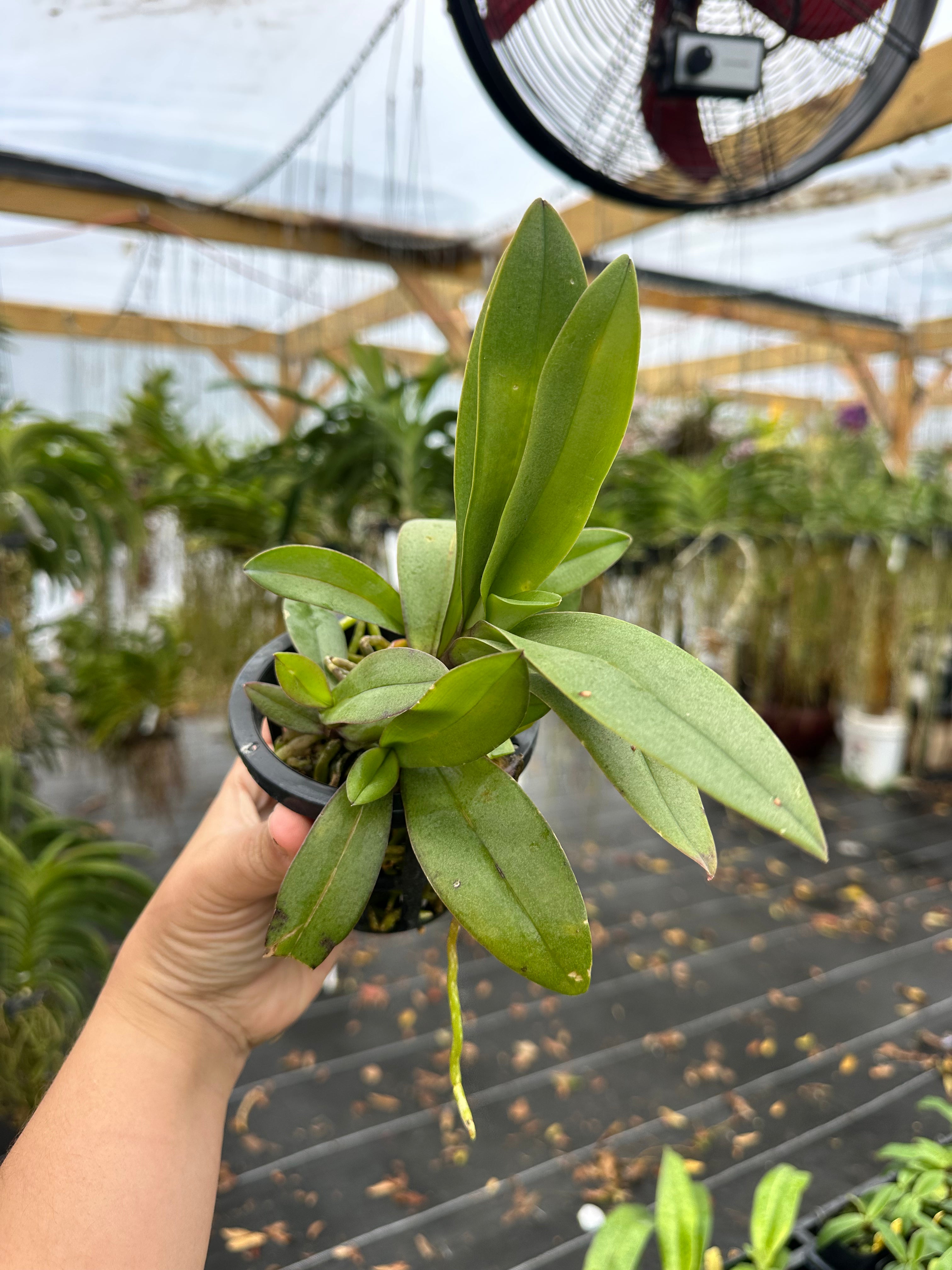 Phalaenopsis (Doritis) pulcherrima var. champorensis