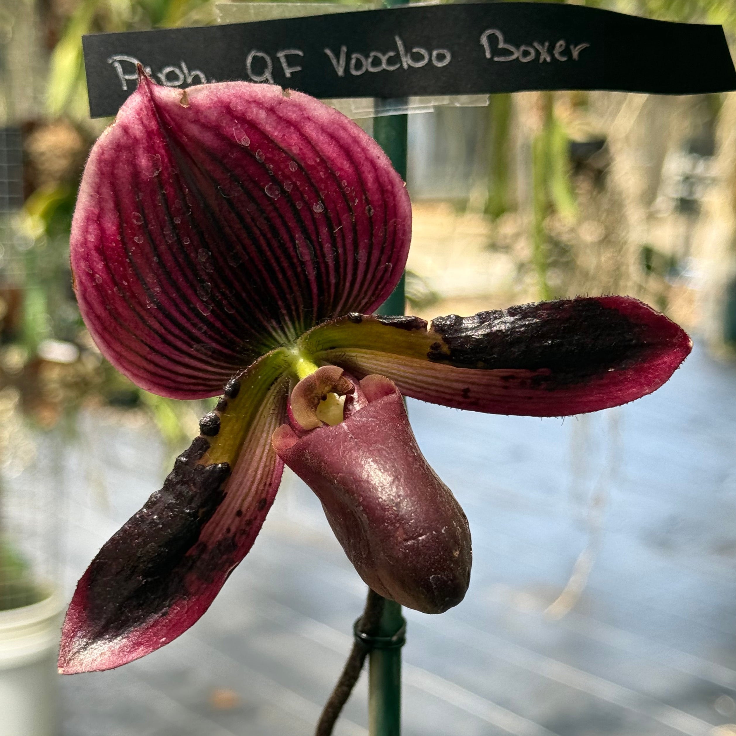 Paph. QF Voodoo Boxer