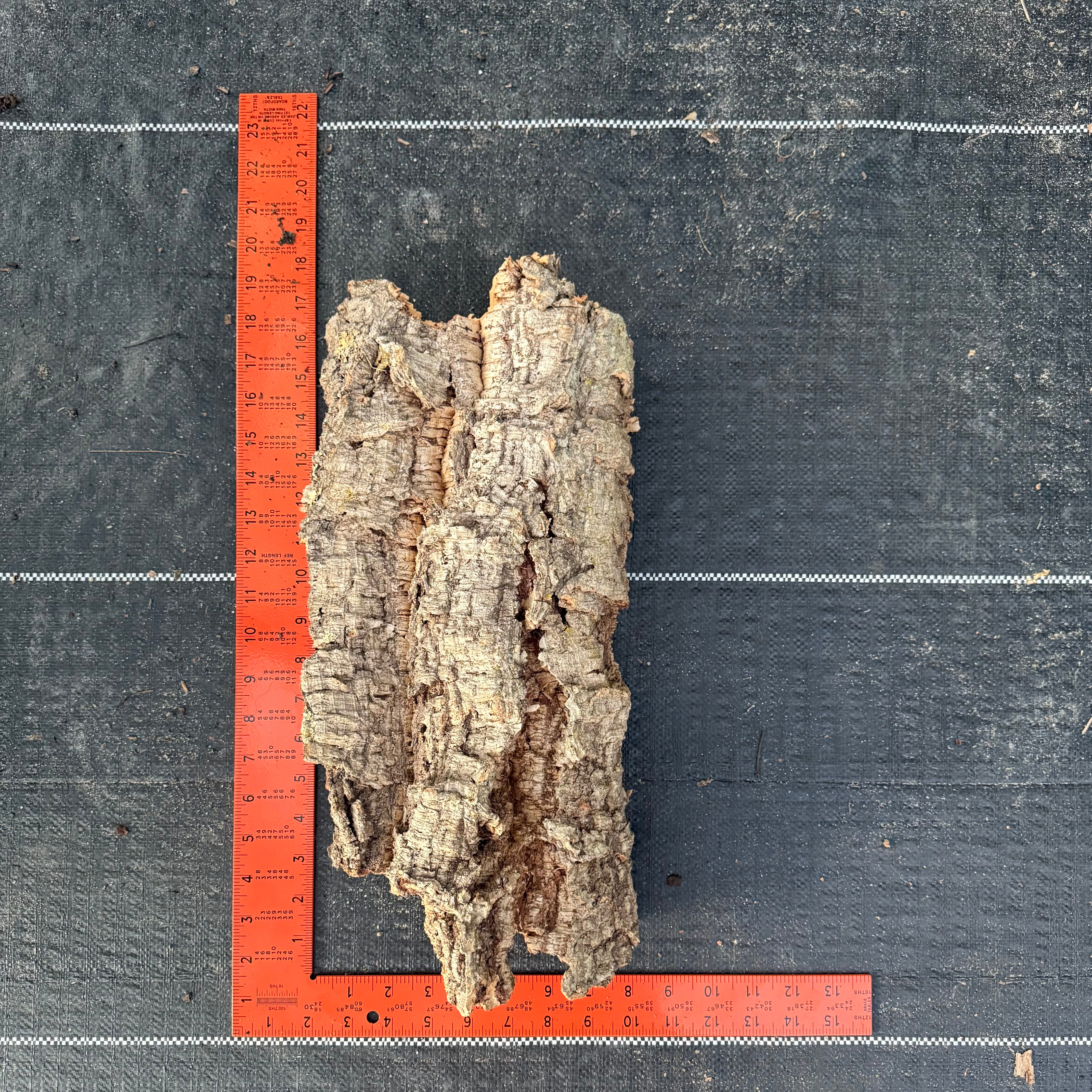 XL Cork Bark Slabs- Choose Your Mount