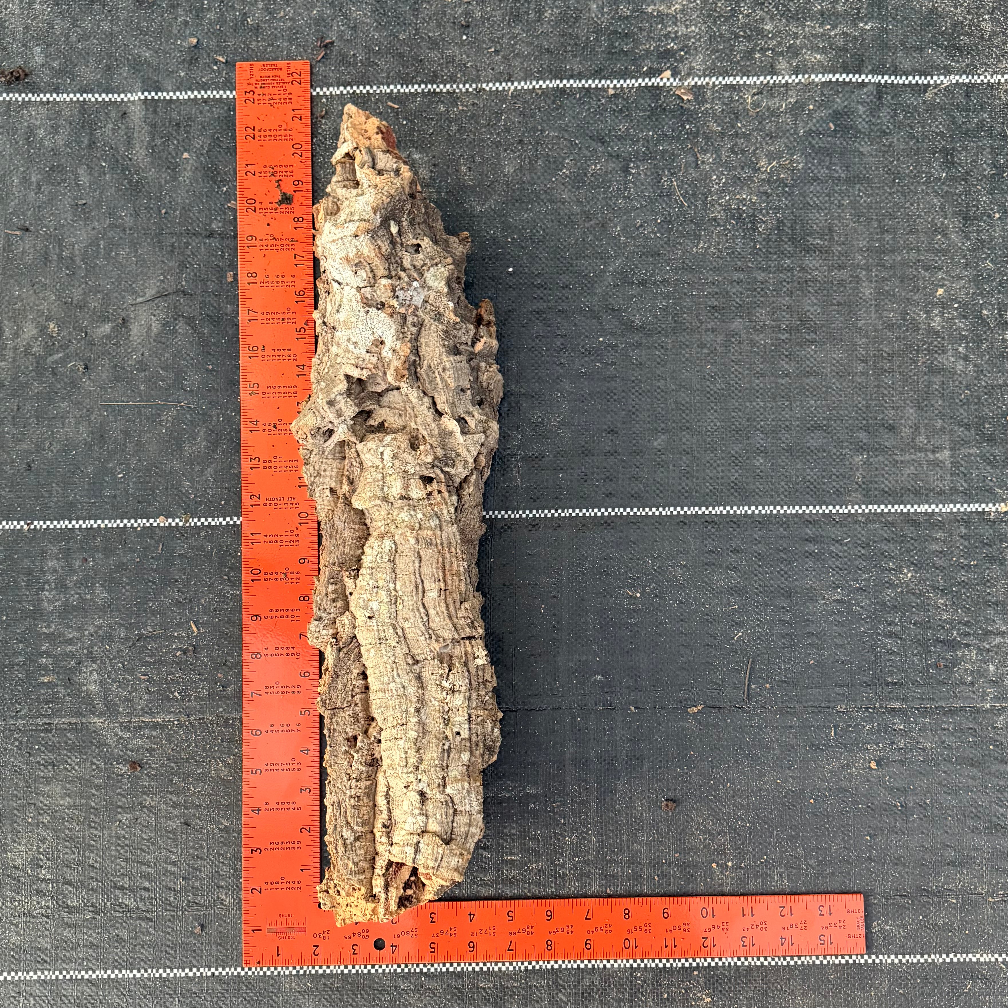 XL Cork Bark Slabs- Choose Your Mount
