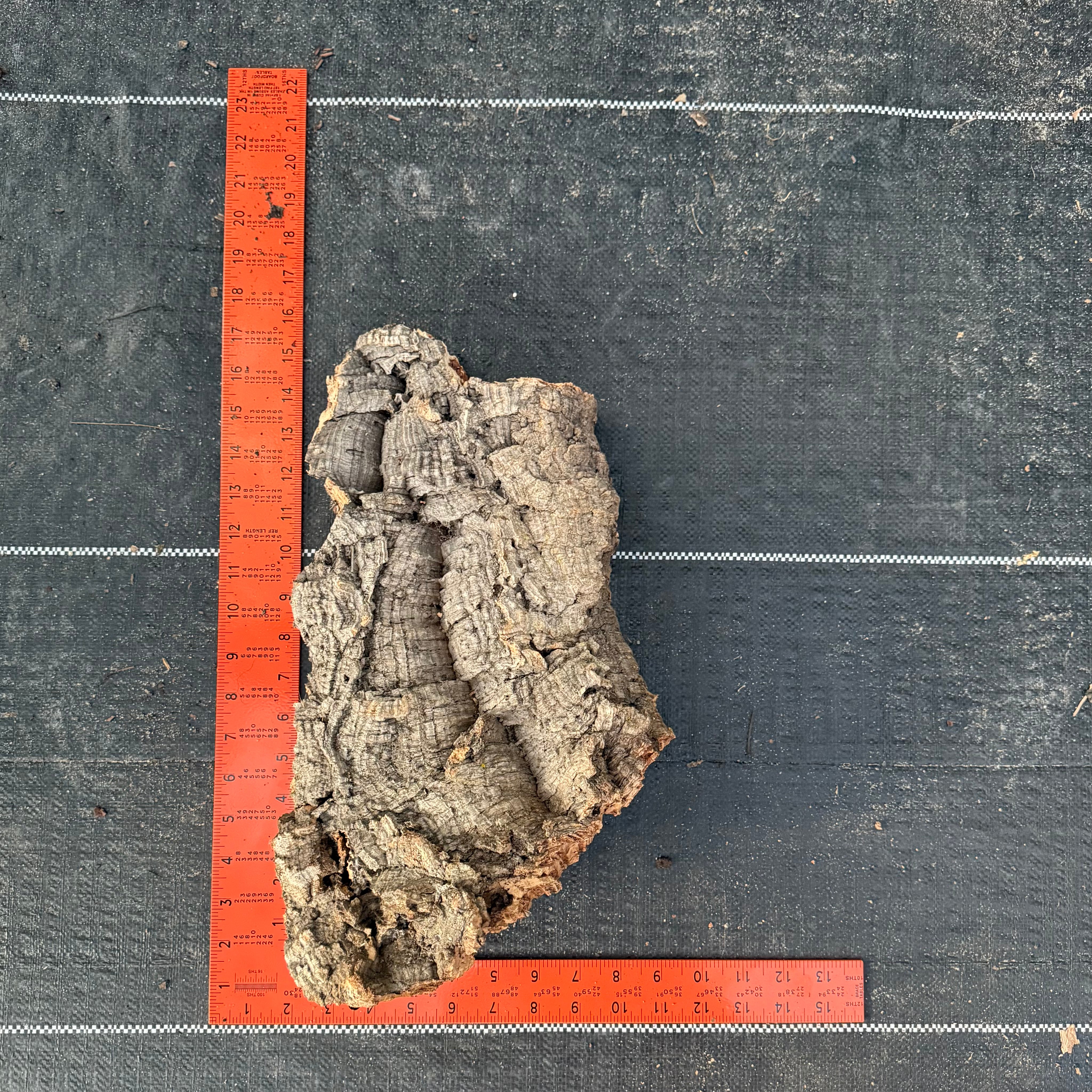 XL Cork Bark Slabs- Choose Your Mount