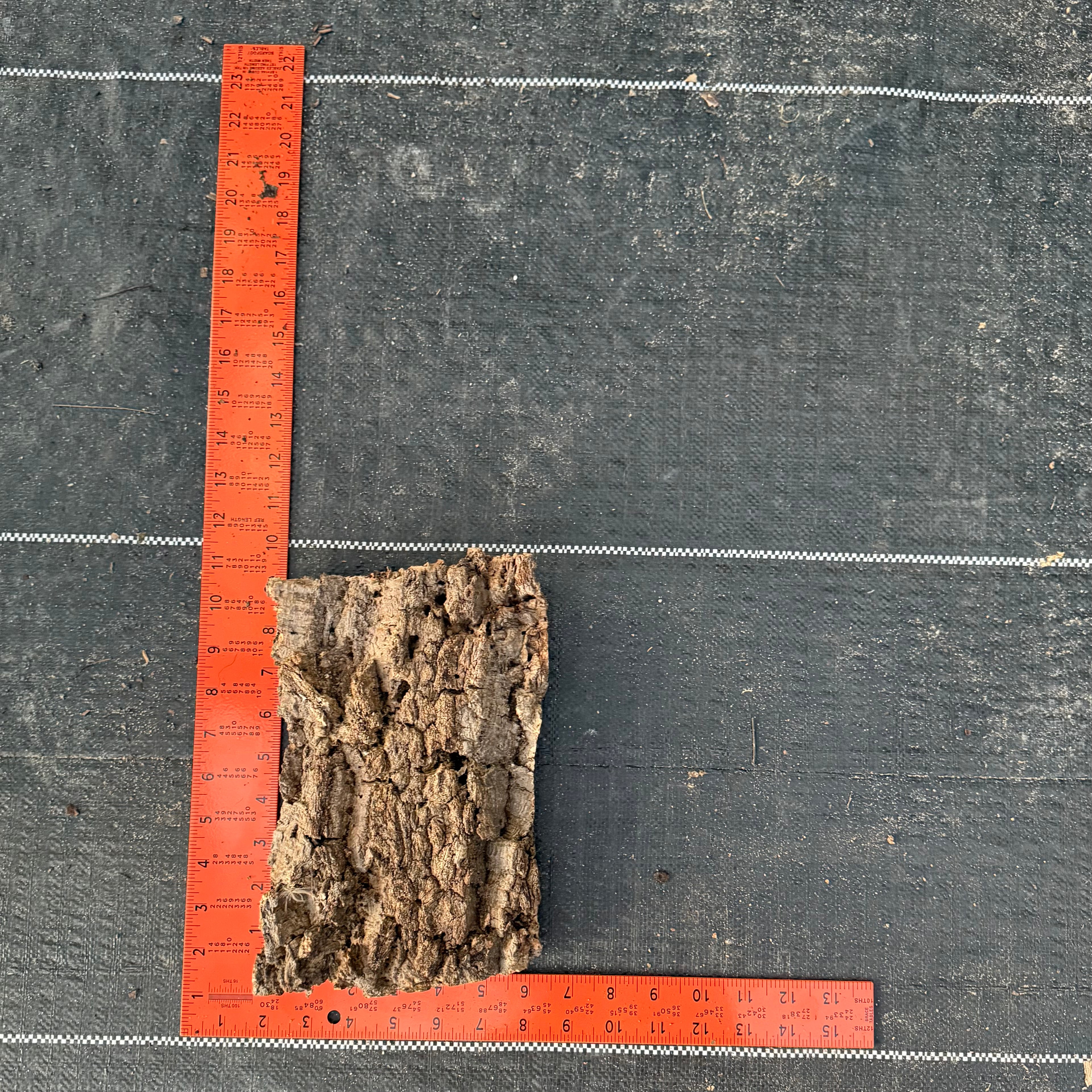 XL Cork Bark Slabs- Choose Your Mount