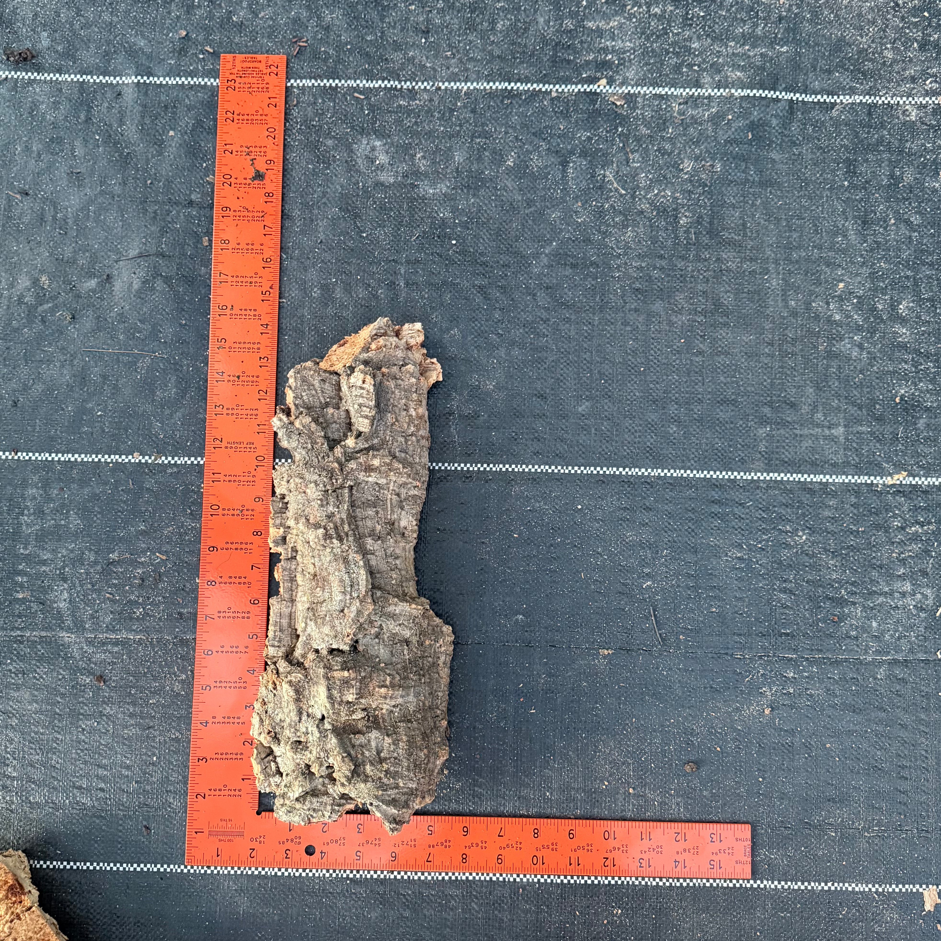 XL Cork Bark Slabs- Choose Your Mount