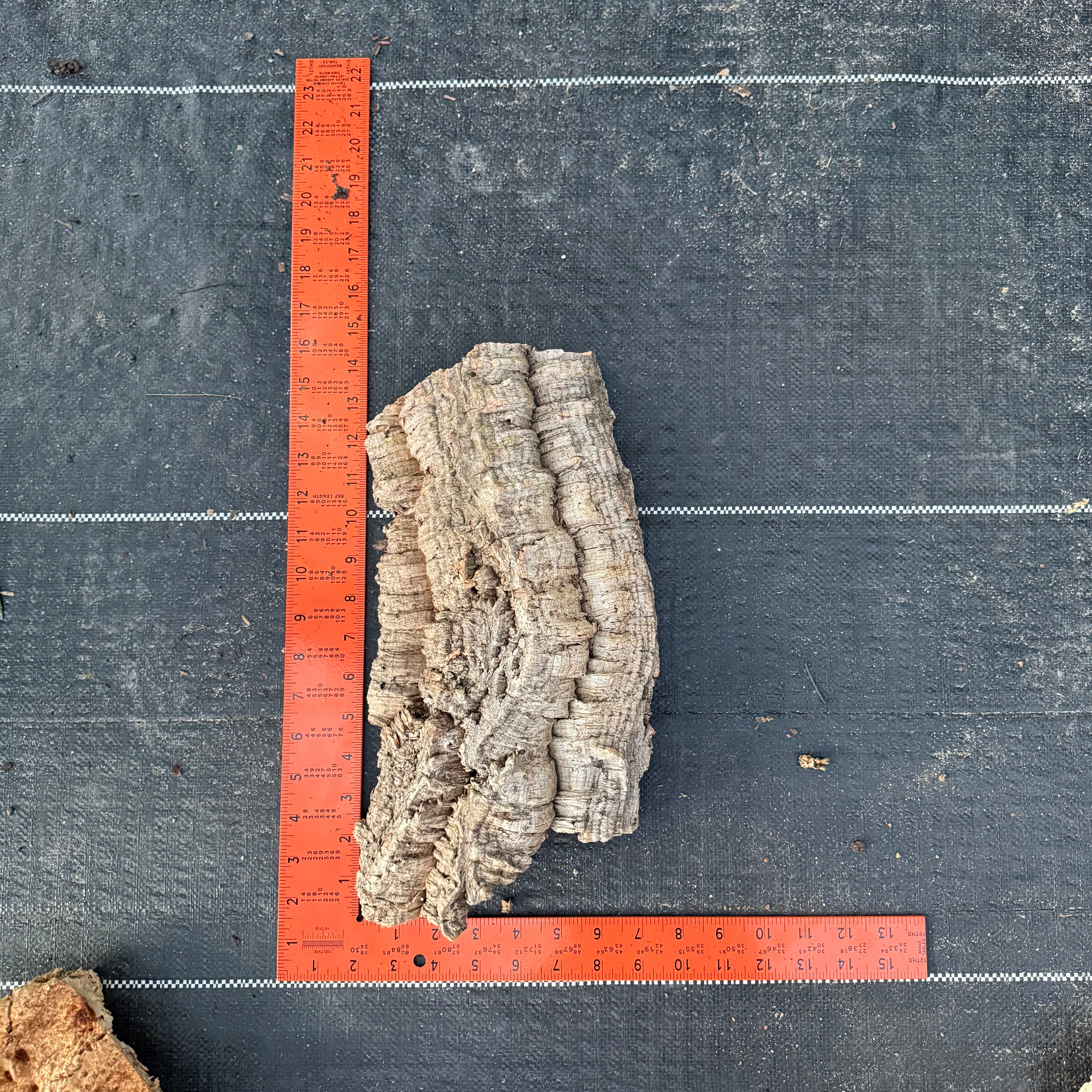 XL Cork Bark Slabs- Choose Your Mount
