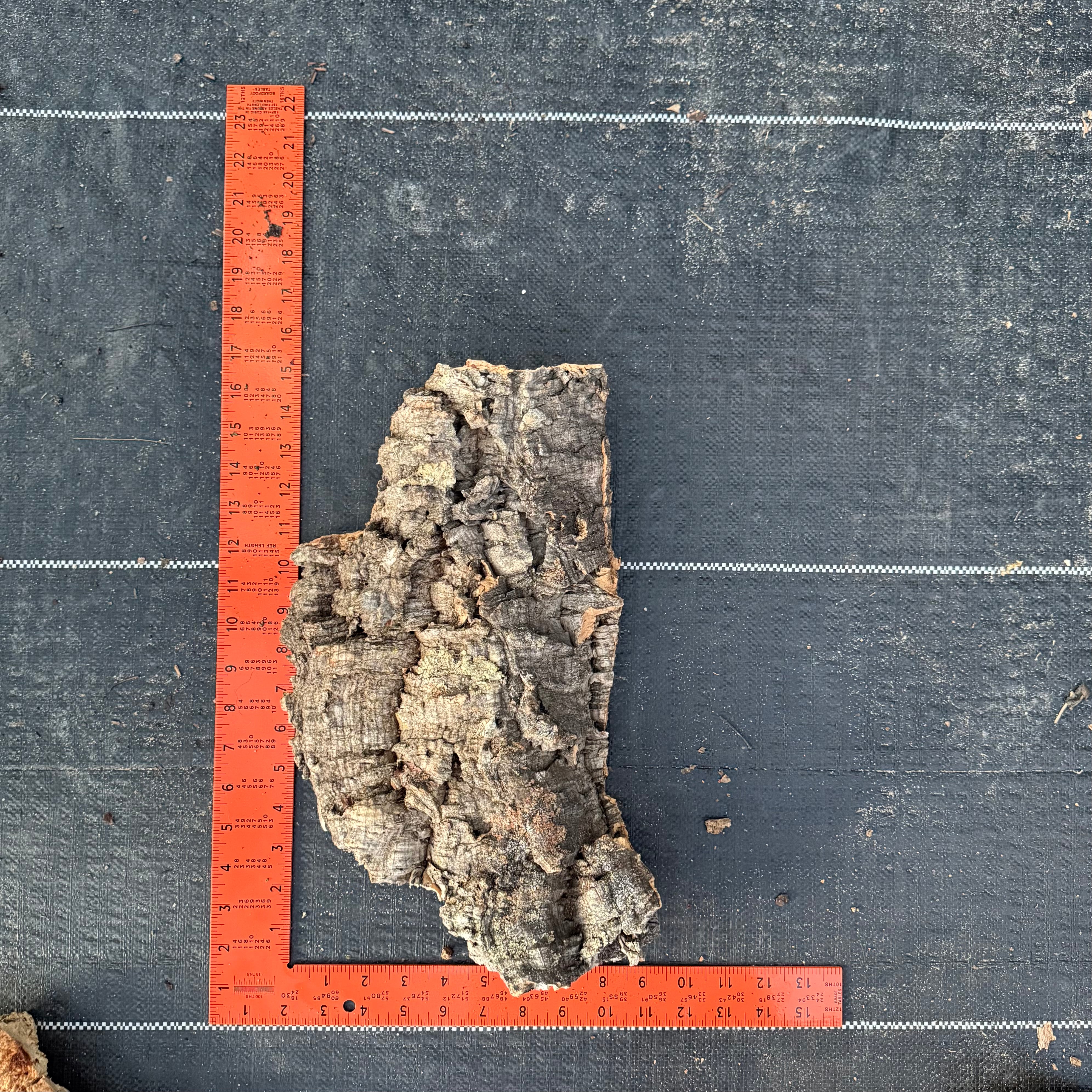 XL Cork Bark Slabs- Choose Your Mount