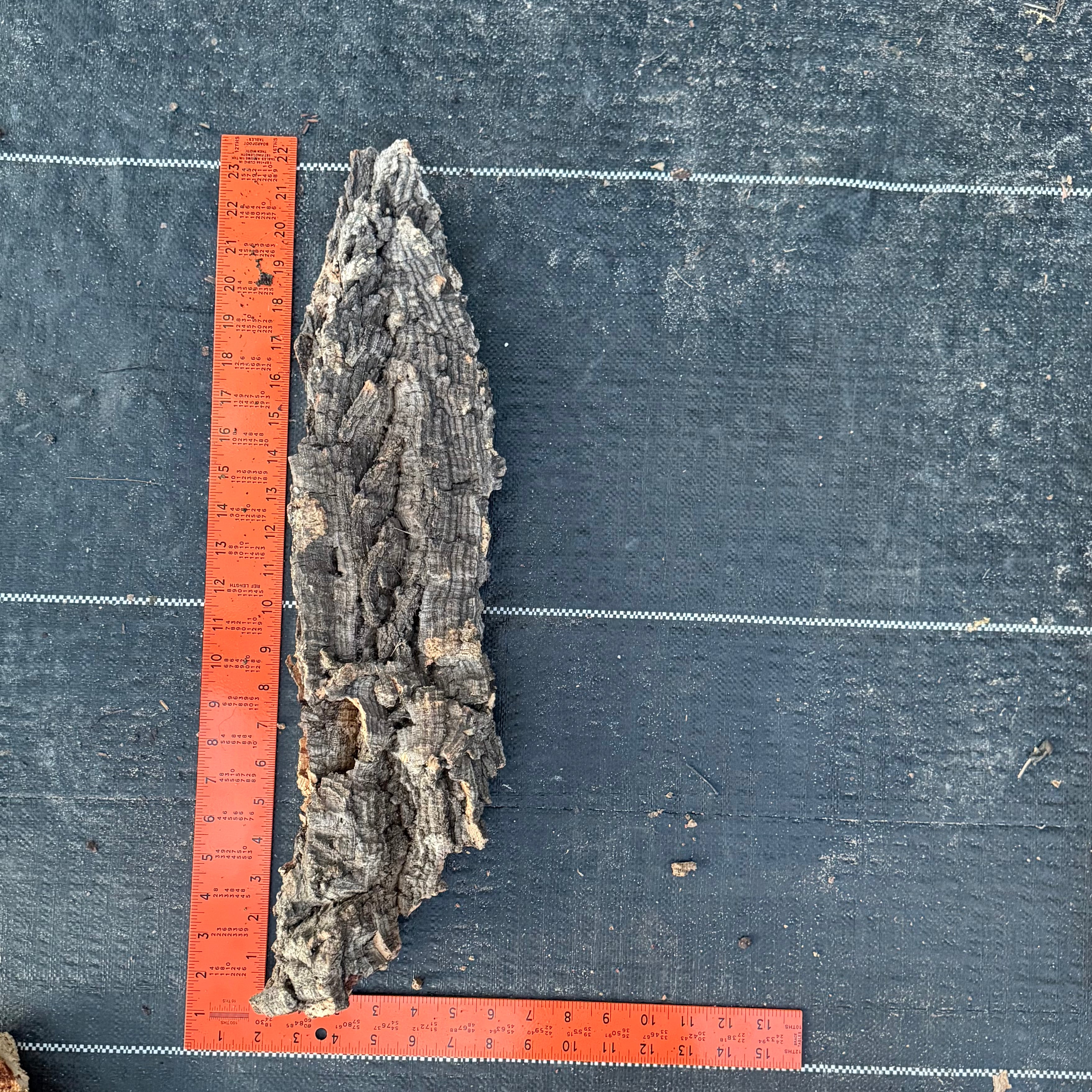 XL Cork Bark Slabs- Choose Your Mount
