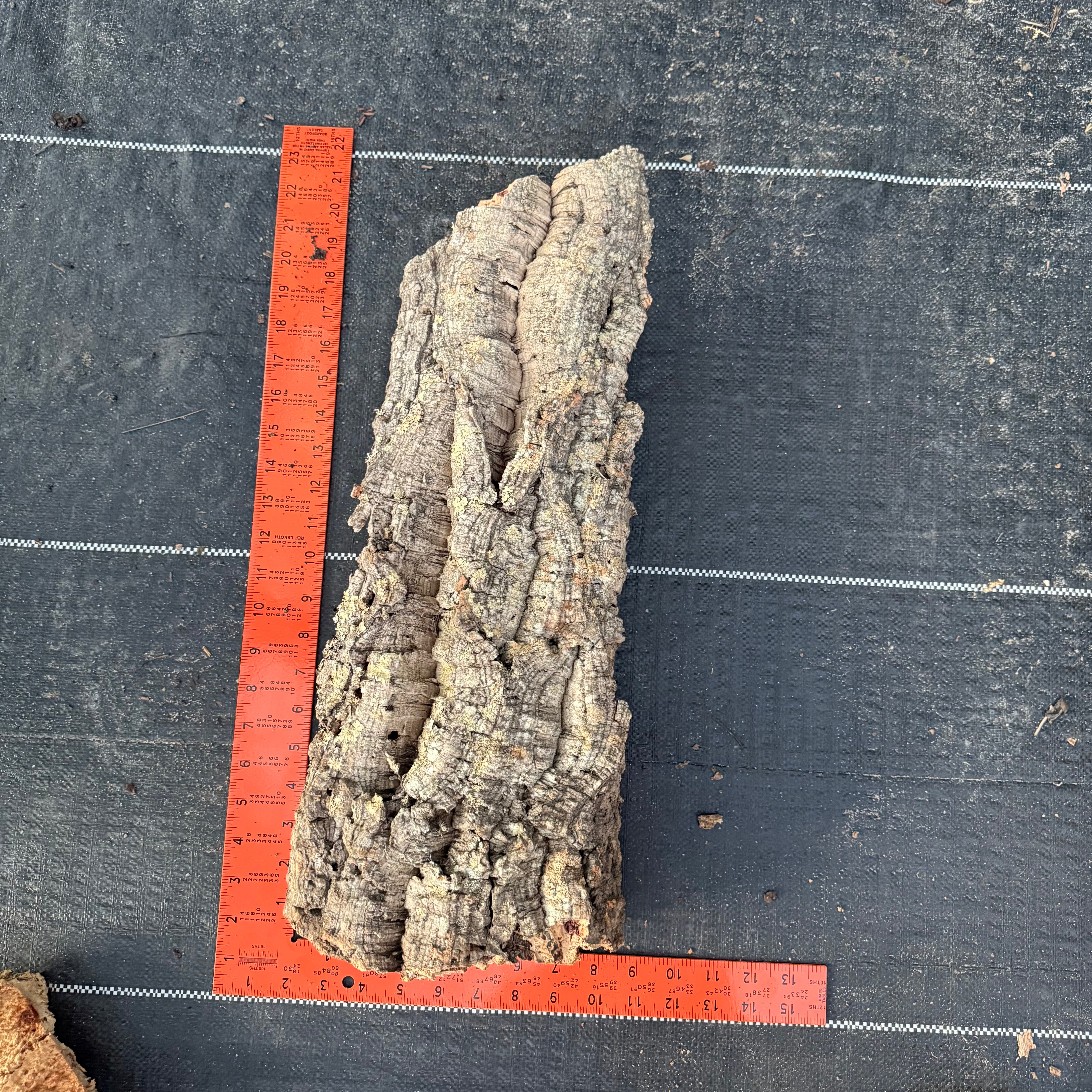 XL Cork Bark Slabs- Choose Your Mount