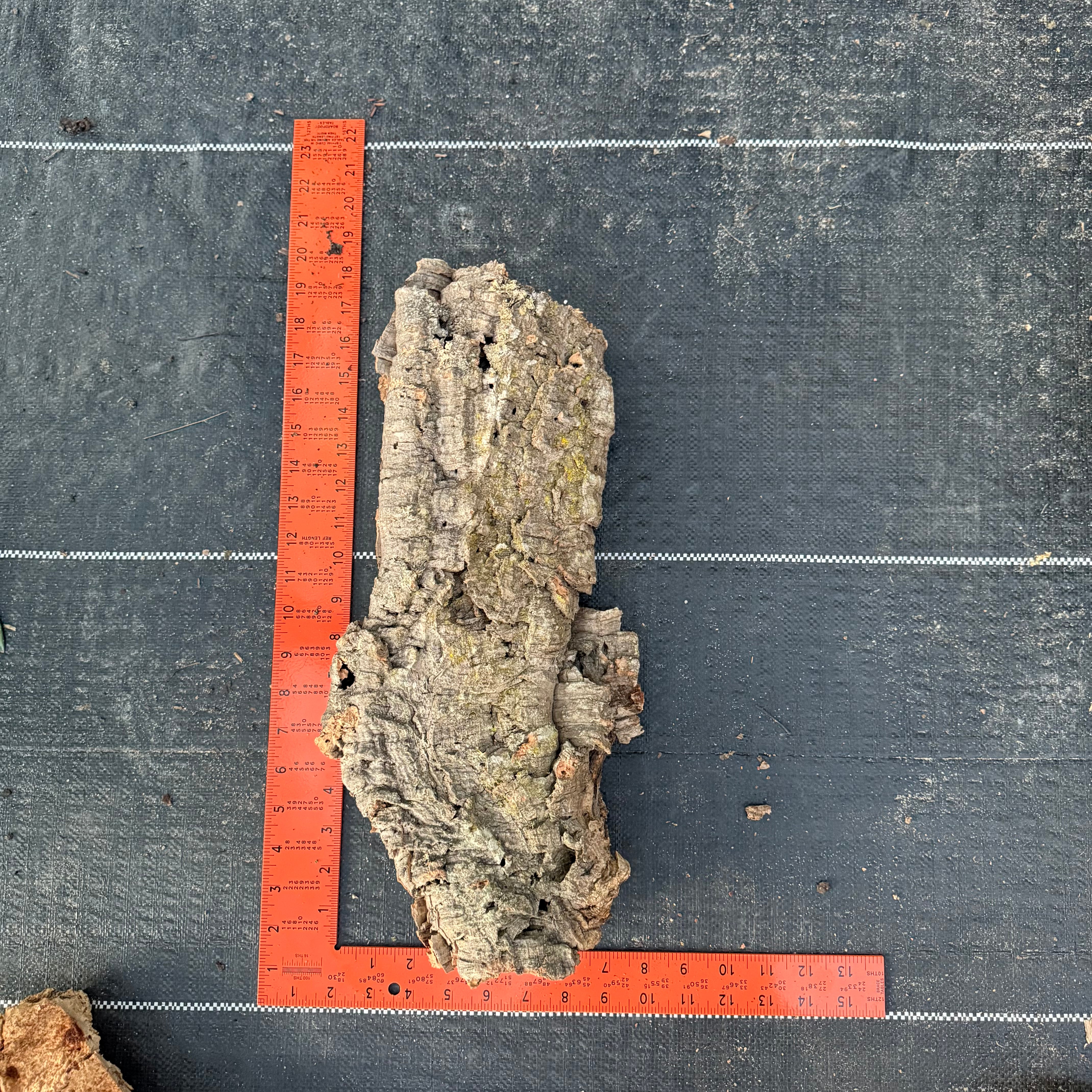XL Cork Bark Slabs- Choose Your Mount