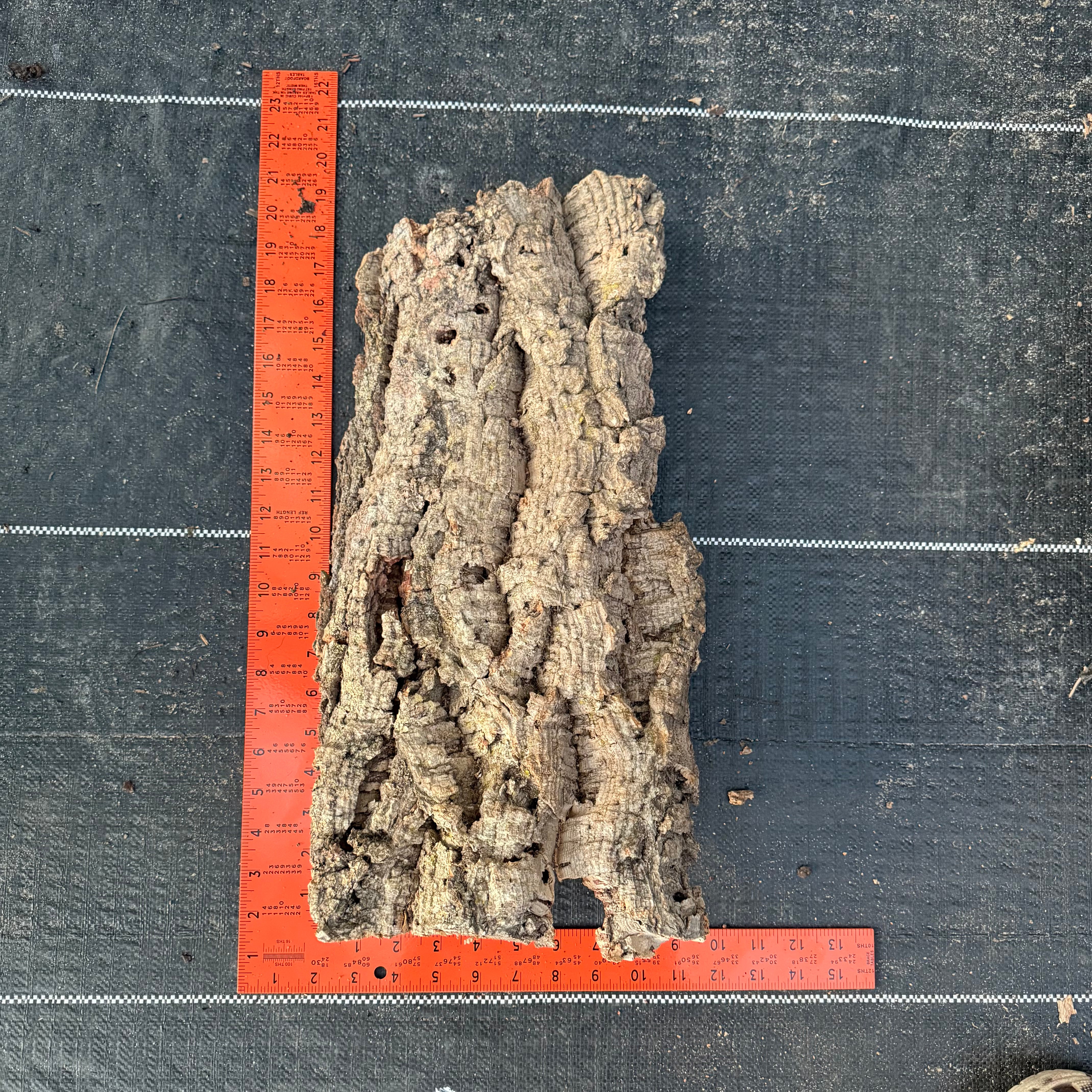 XL Cork Bark Slabs- Choose Your Mount