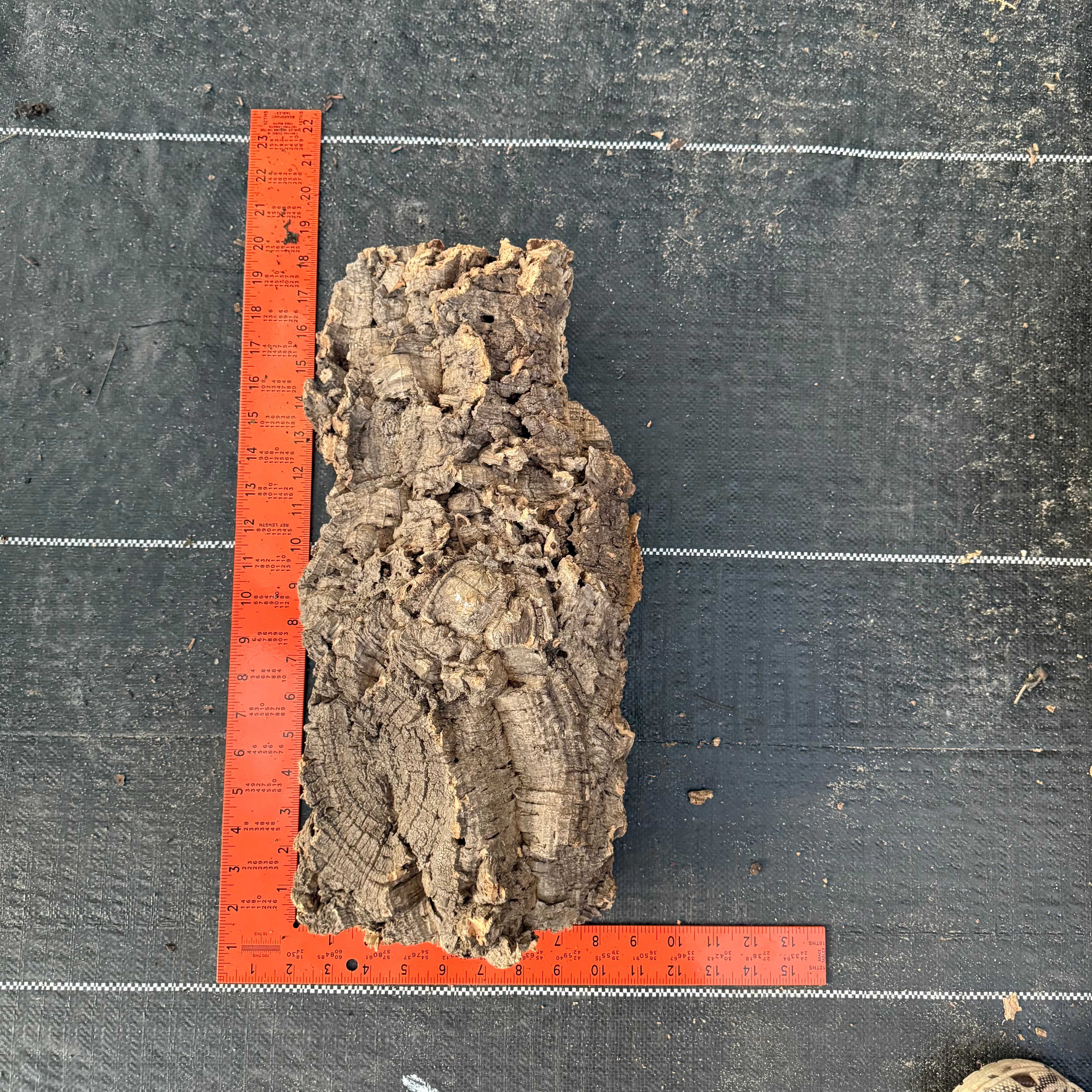 XL Cork Bark Slabs- Choose Your Mount