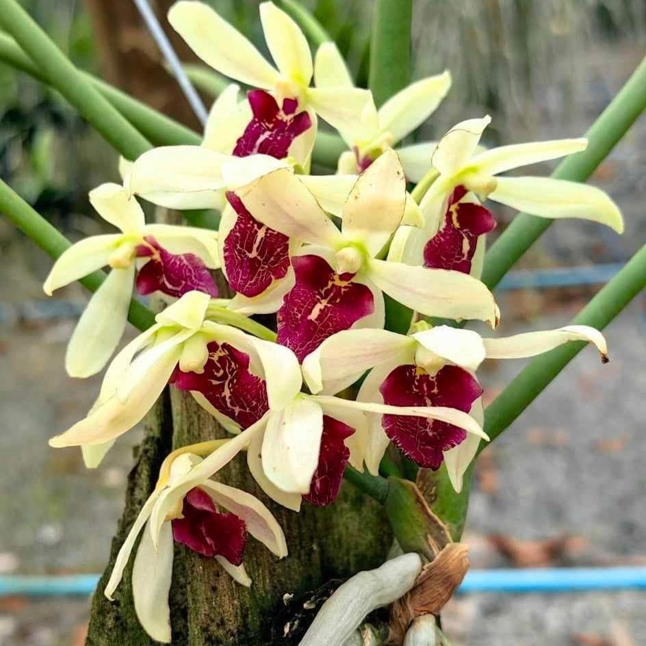 Paraphalaenopsis labukensis x Luisia thailandica