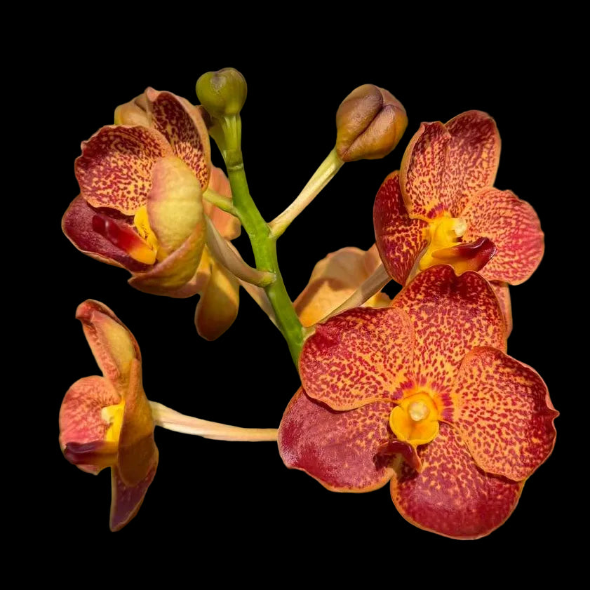 Vanda Brighton Sunset