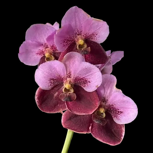 Vanda Suwannaphum Day &
