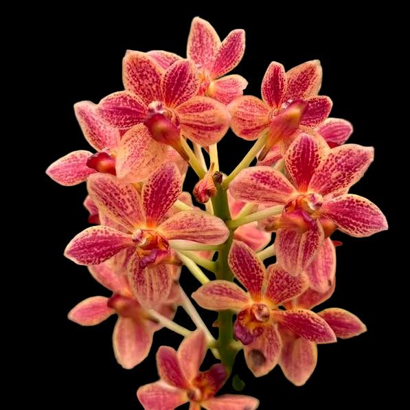 Vandachostylis Koushiro Ikai