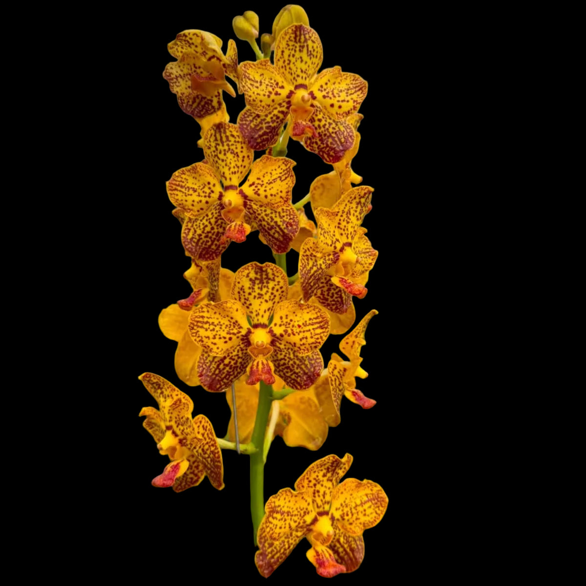 Vanda Suwannaphum Butterfly