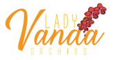 LadyVanda