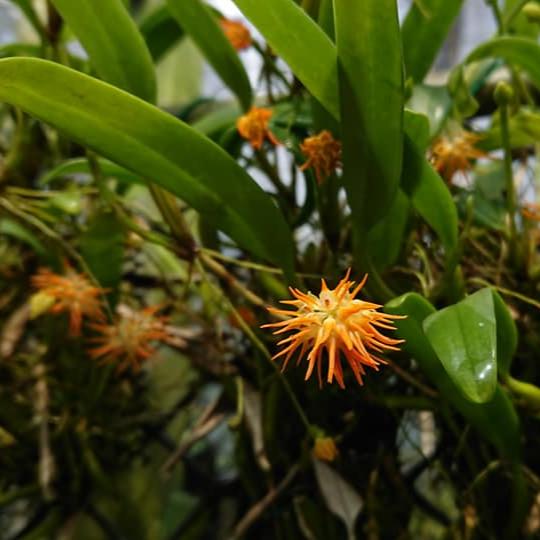 Bulb. odoratissimum