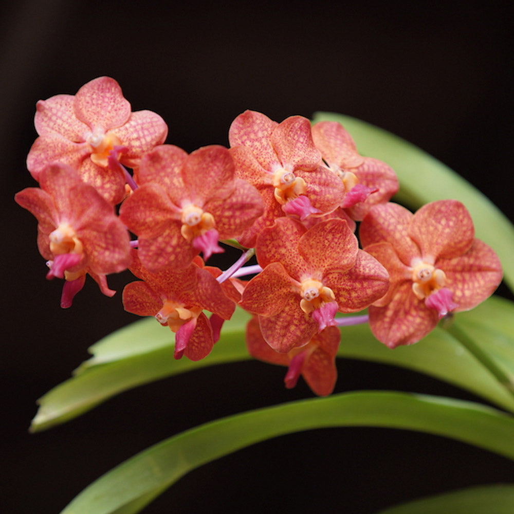 (Ascda. Lenachai x V. Wilas) x V. denisoniana