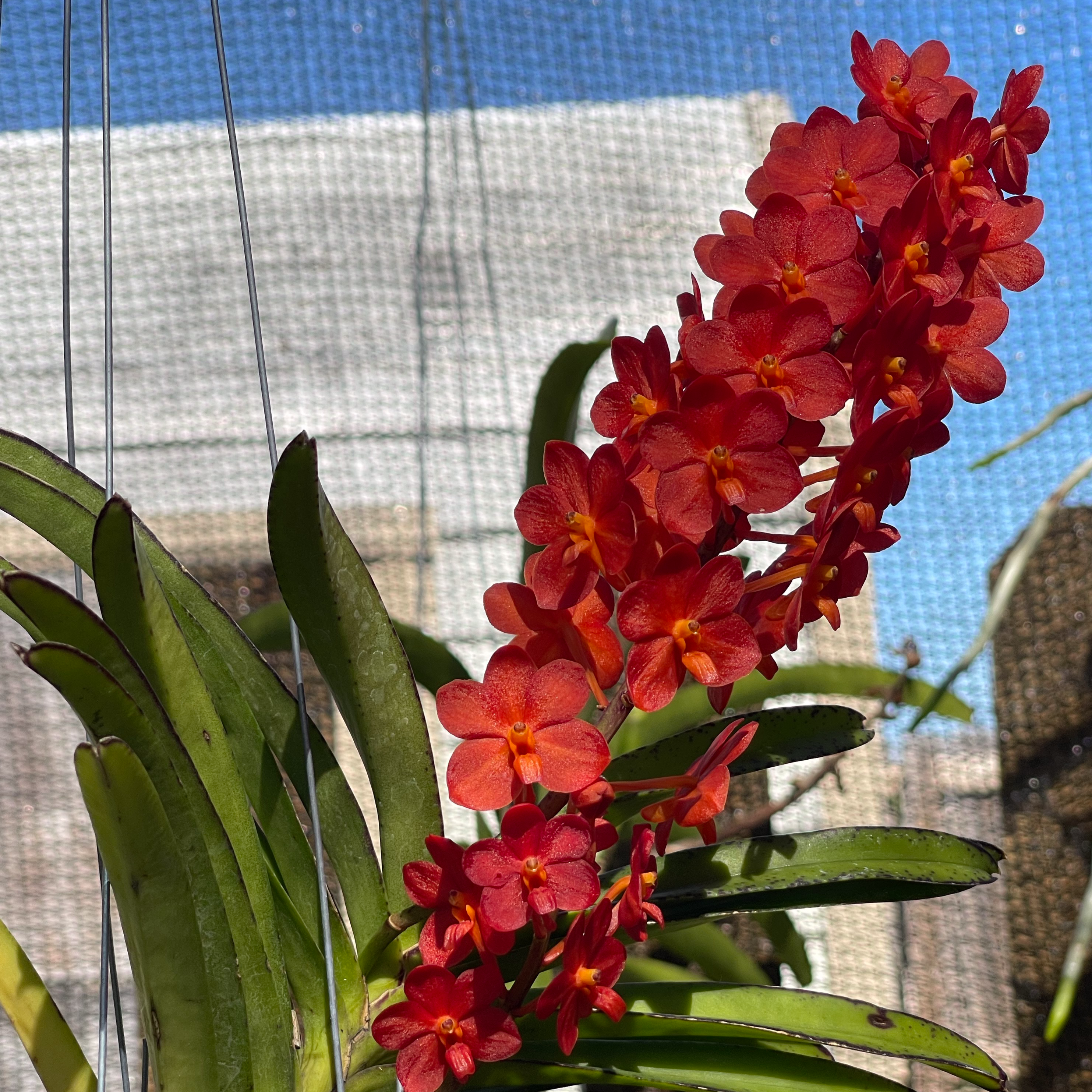 V. Wacharin