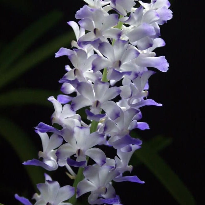 Rhy. coelestis 'blue' - LadyVanda