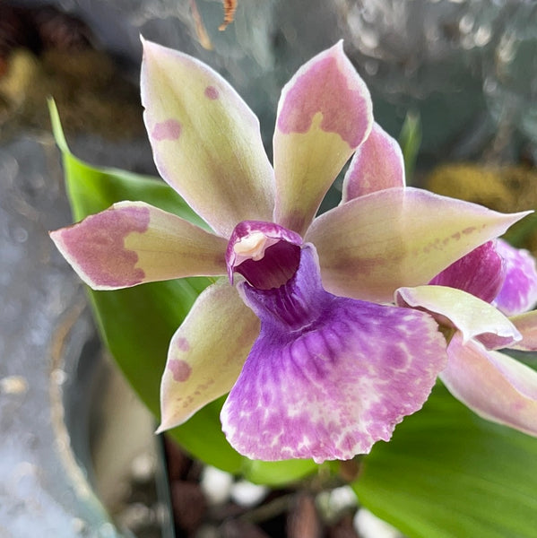 アジアジ Zygonisia Snow Bird – LadyVanda