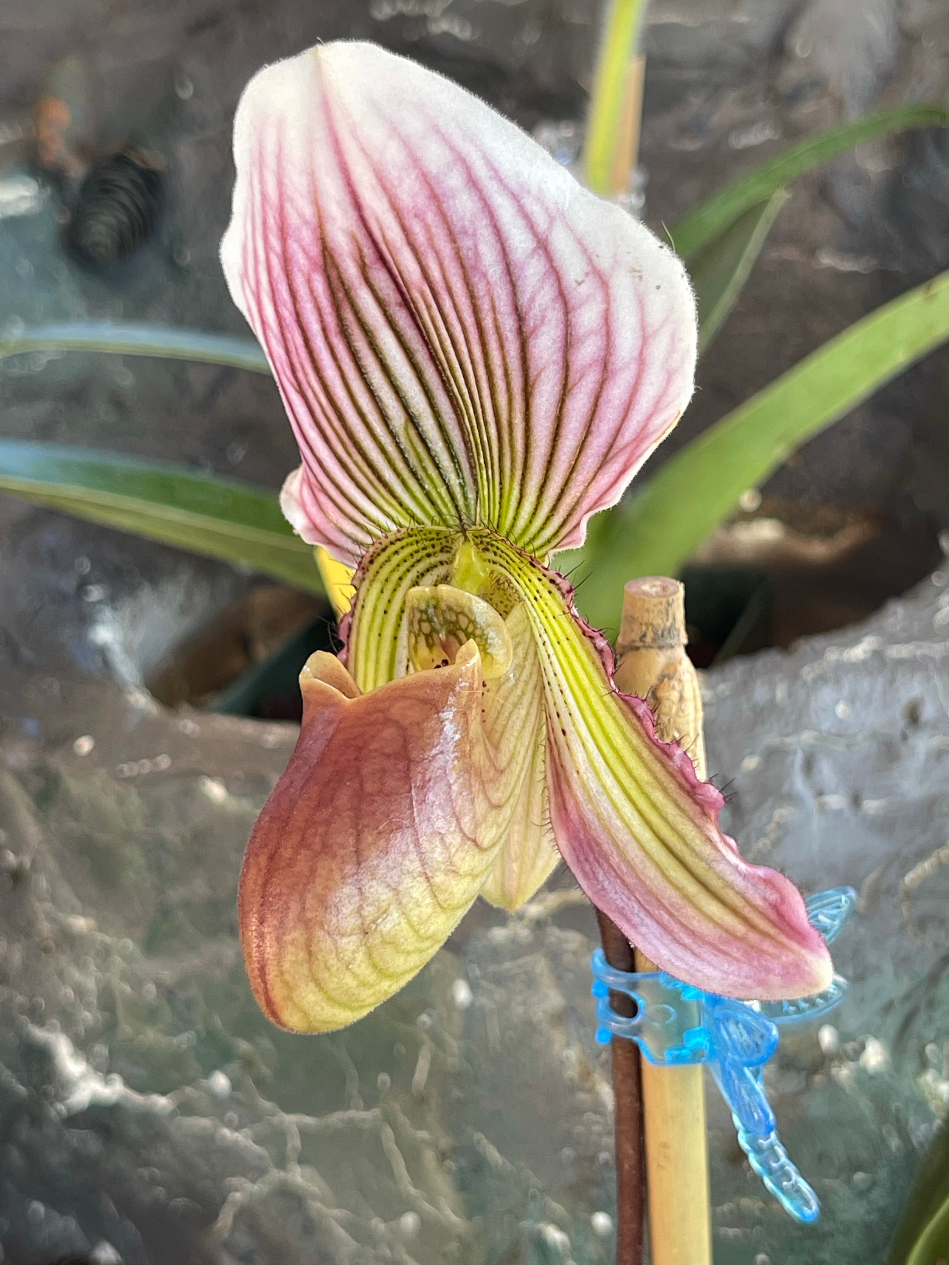 Paph. Vexillarium- 4" Pots