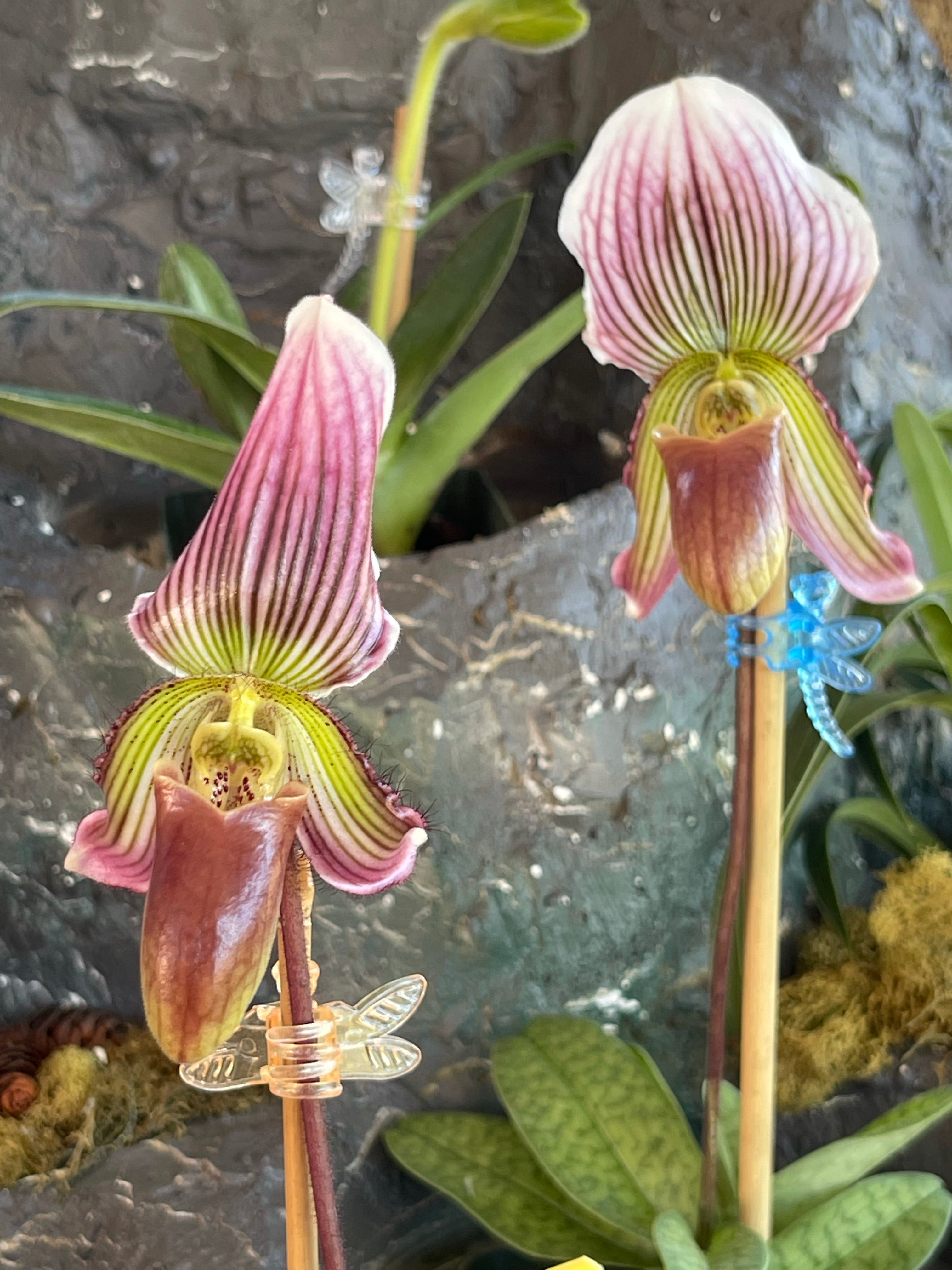 Paph. Vexillarium- 4" Pots