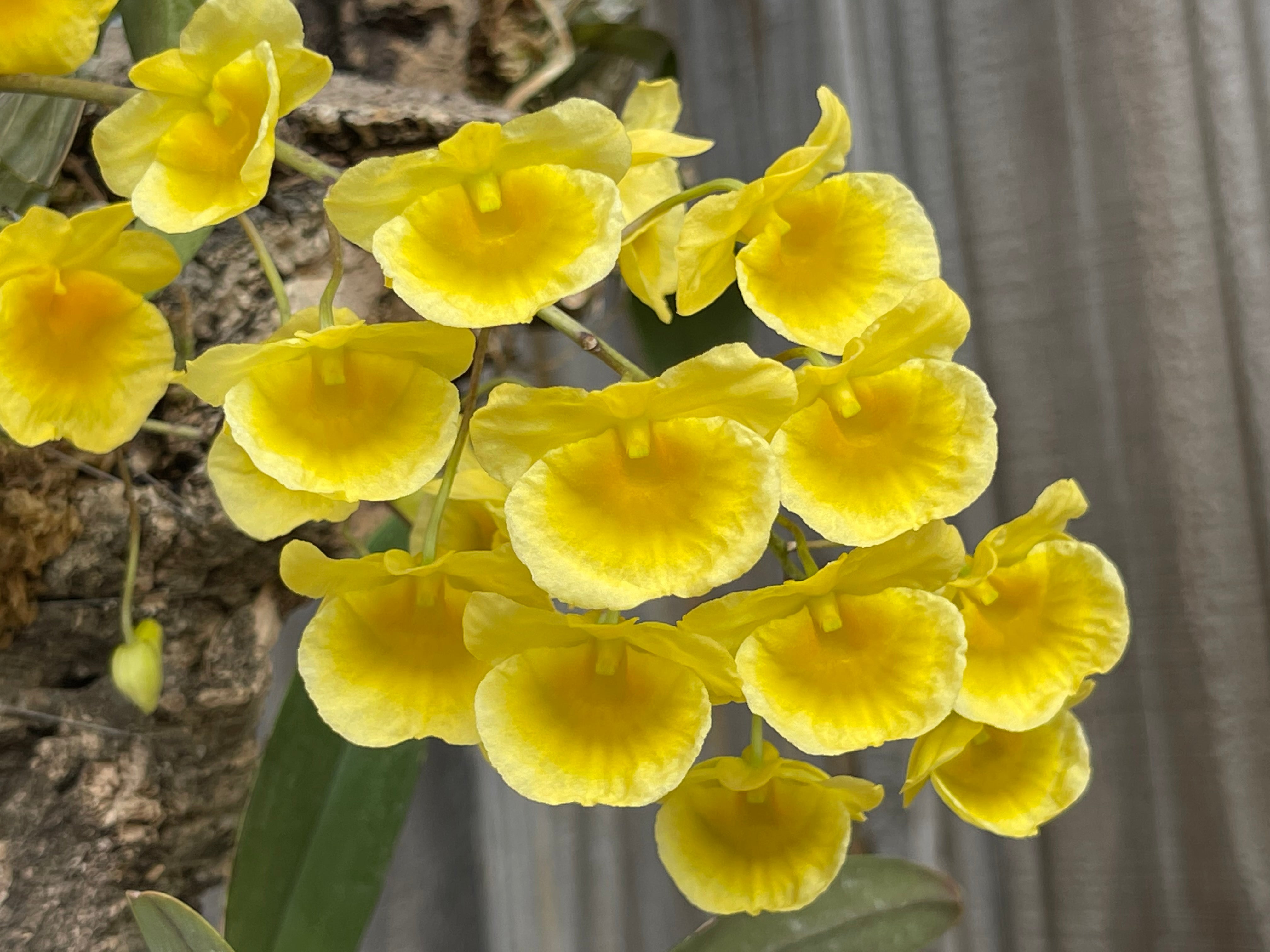 Den. lindleyi (syn. aggregatum)