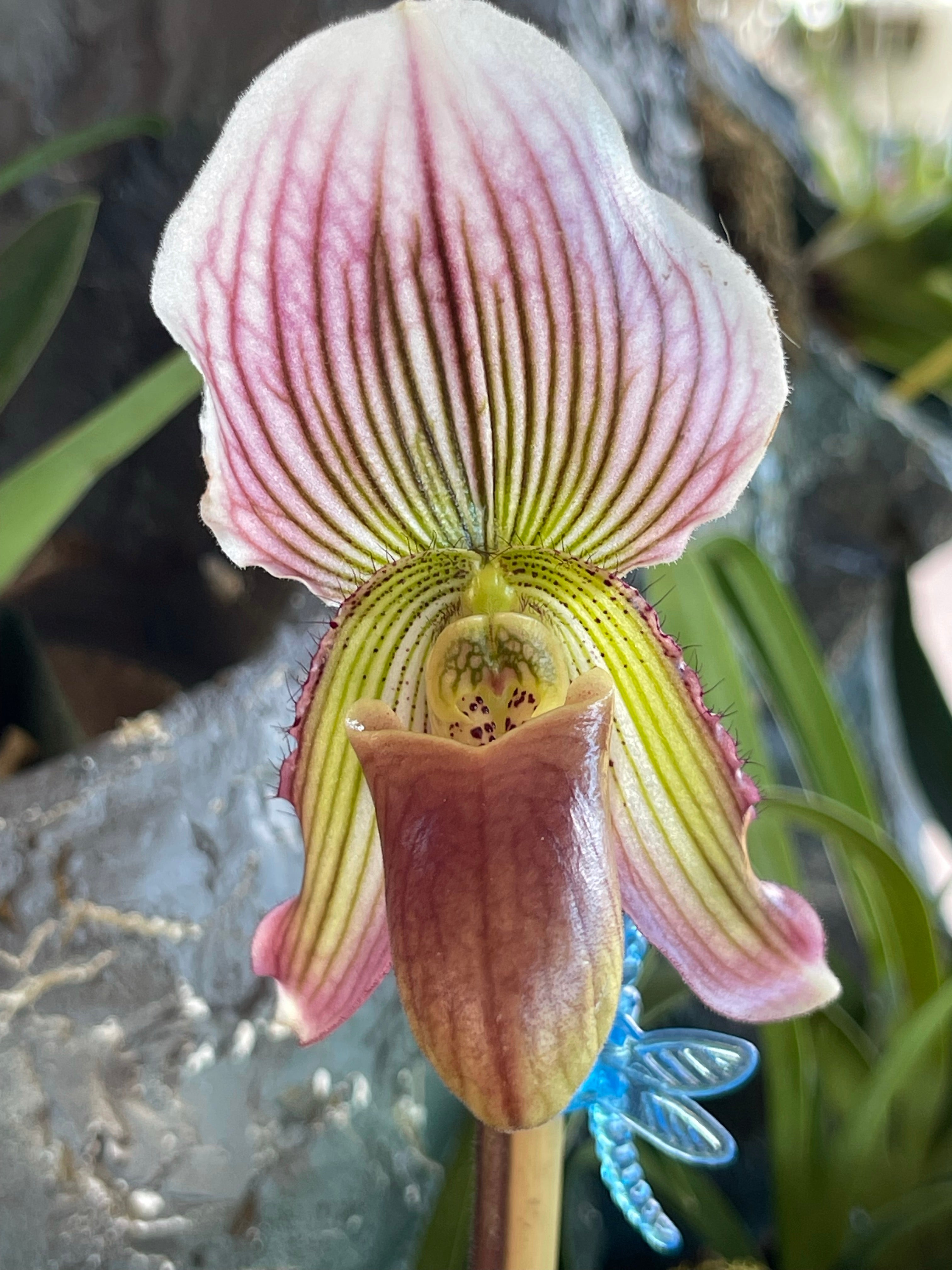 Paph. Vexillarium- 4" Pots