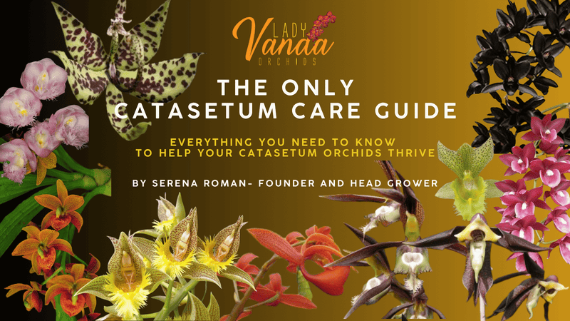 Catasetum orchid care guide cover from Lady Vanda Orchids