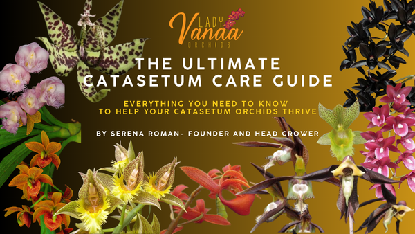 Catasetum Orchid Care