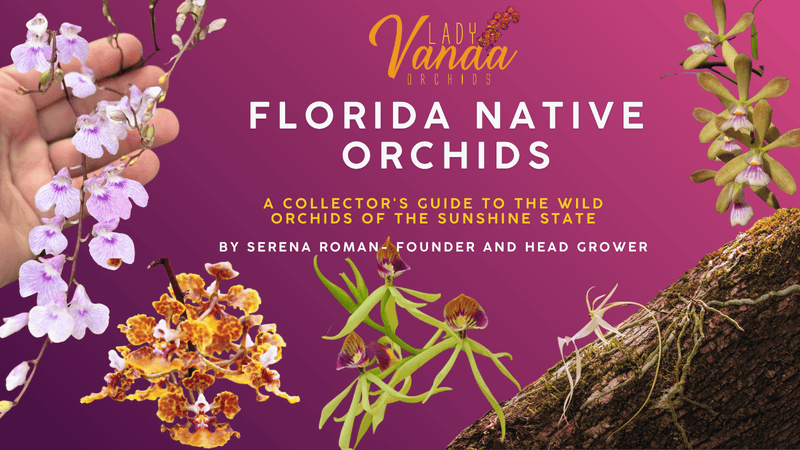 Florida's Native Orchids: A Collector's Guide to the Wild Orchids of the Sunshine State