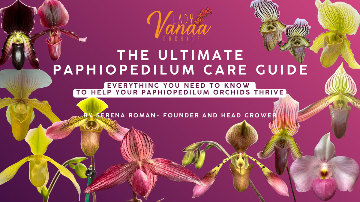 Paphiopedilum slipper orchid care guide cover from Lady Vanda Orchids