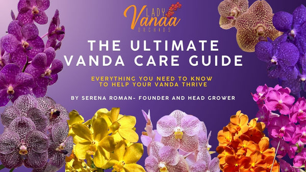 Vanda Care: Basics: Watering