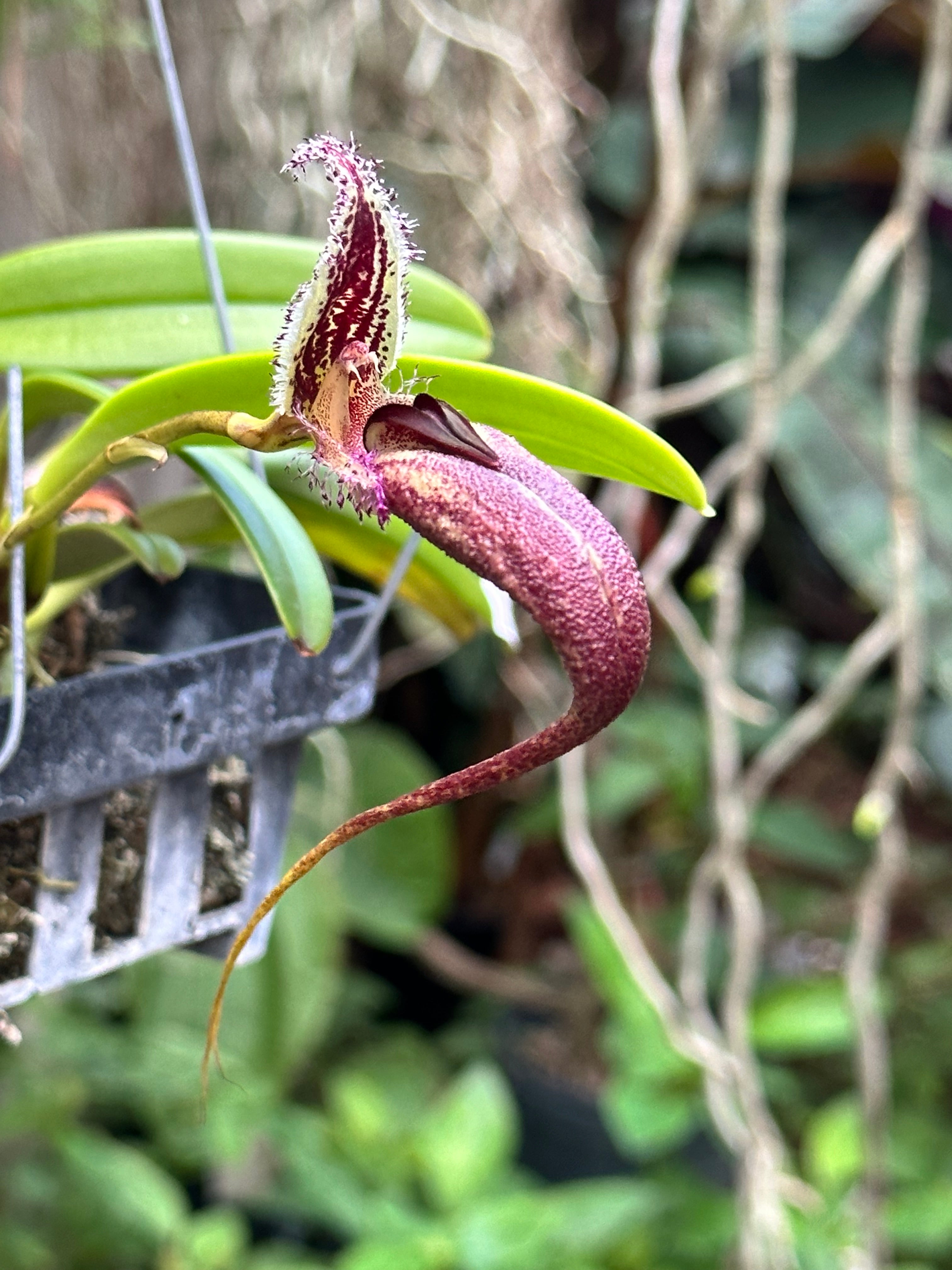 Bulbophyllum