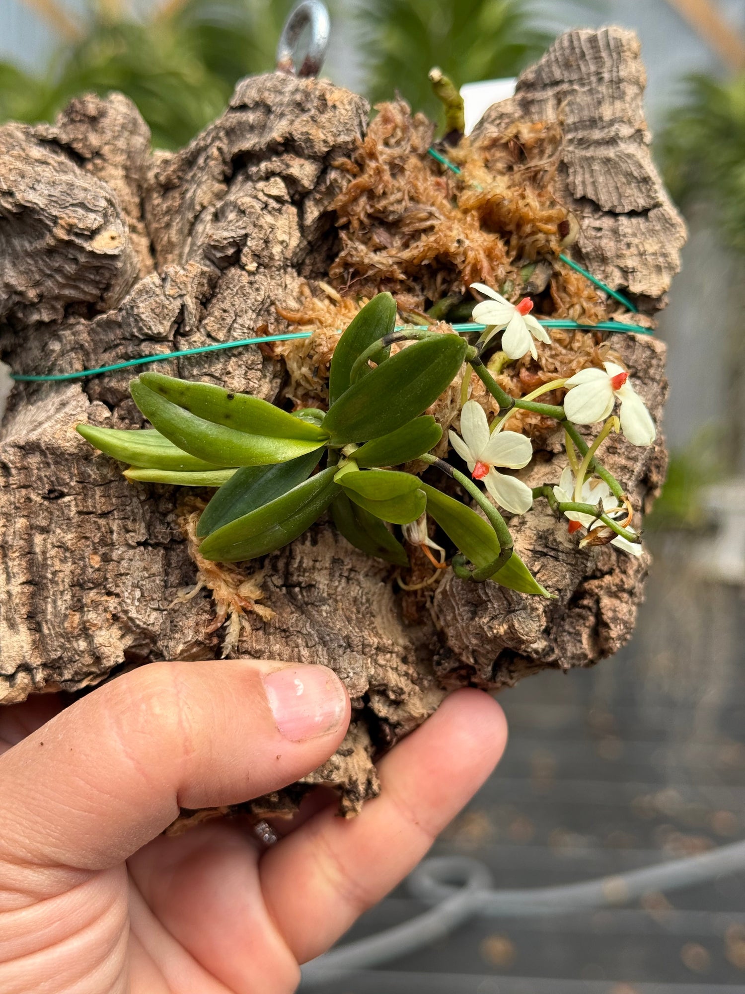 Miniature Orchids