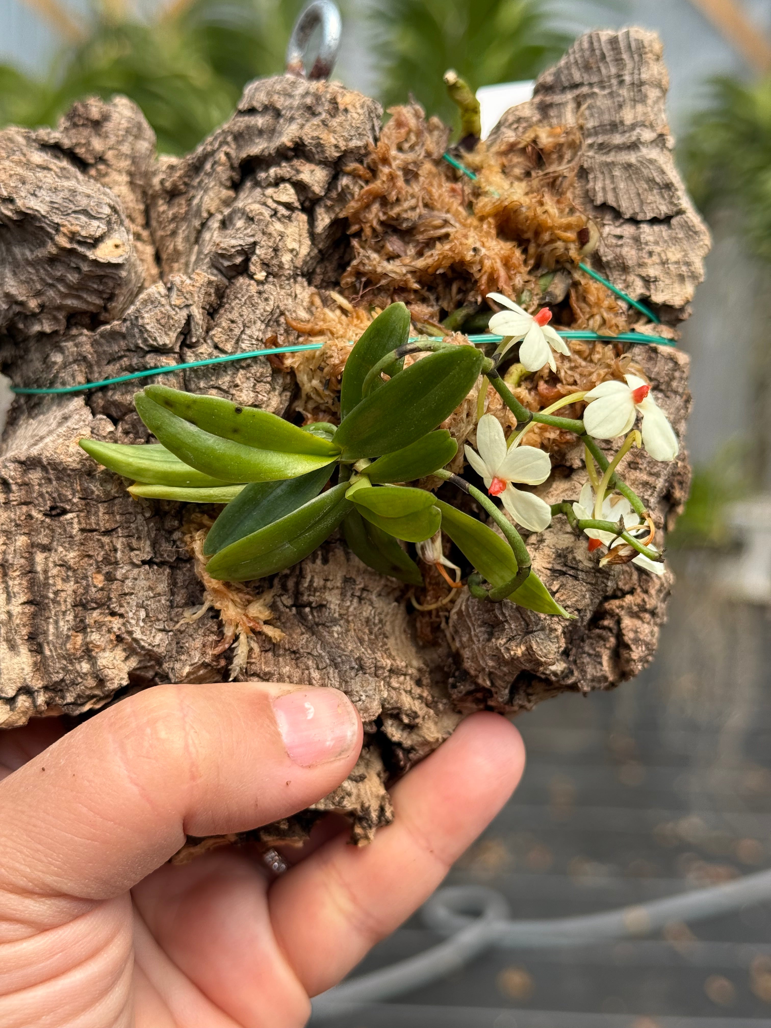 Miniature Orchids