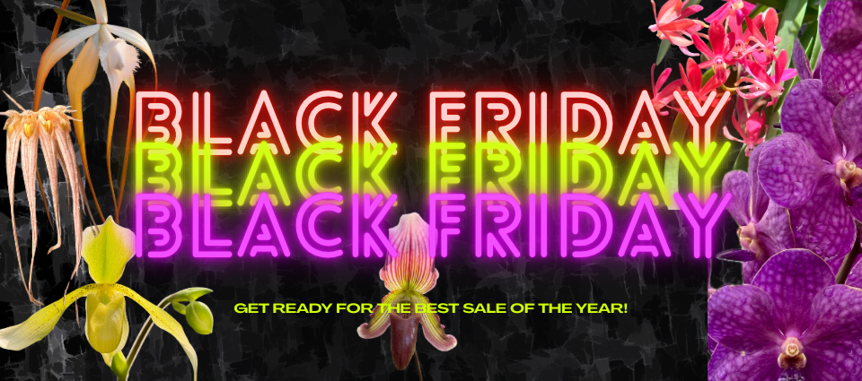 Black Friday 2025