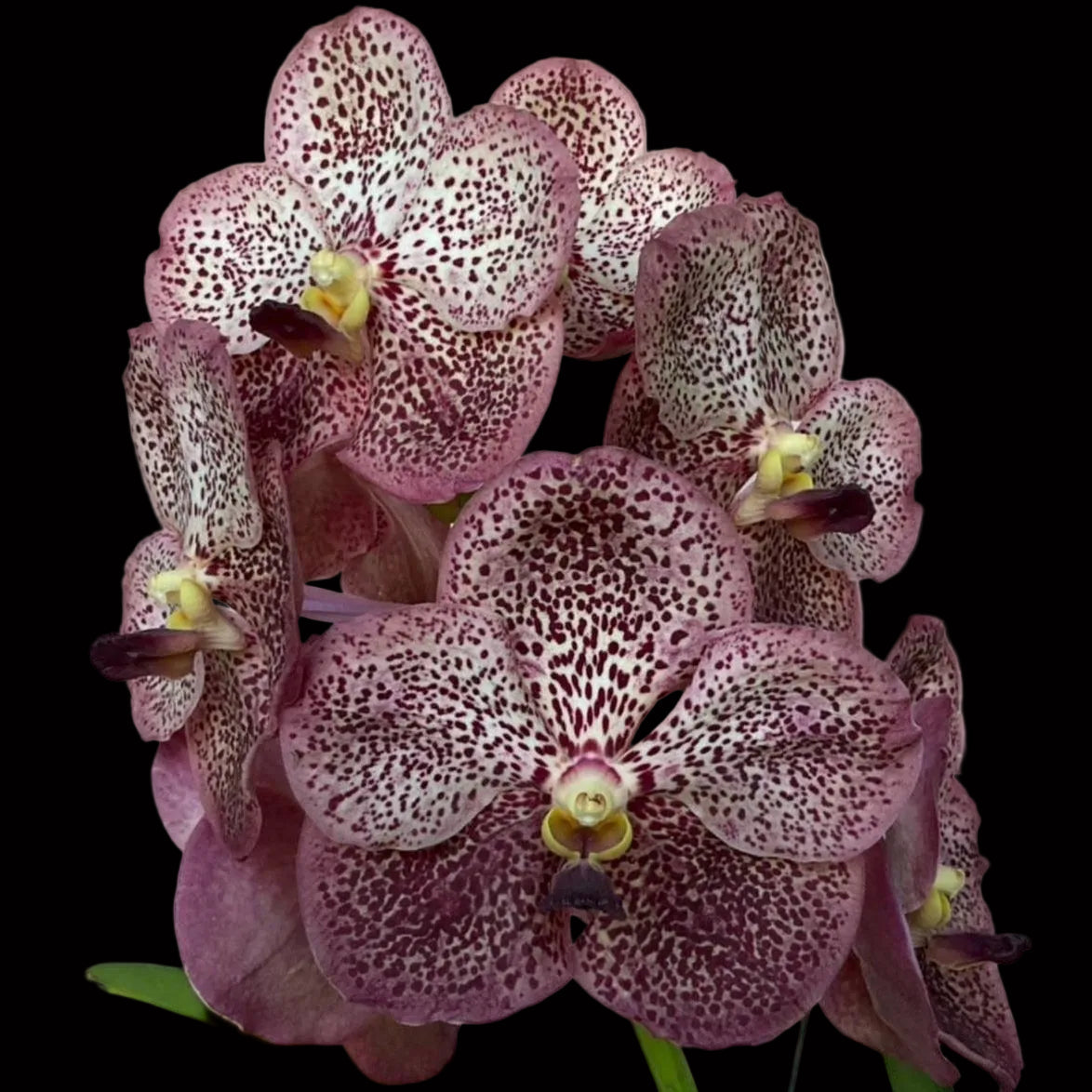 The Vanda Alliance