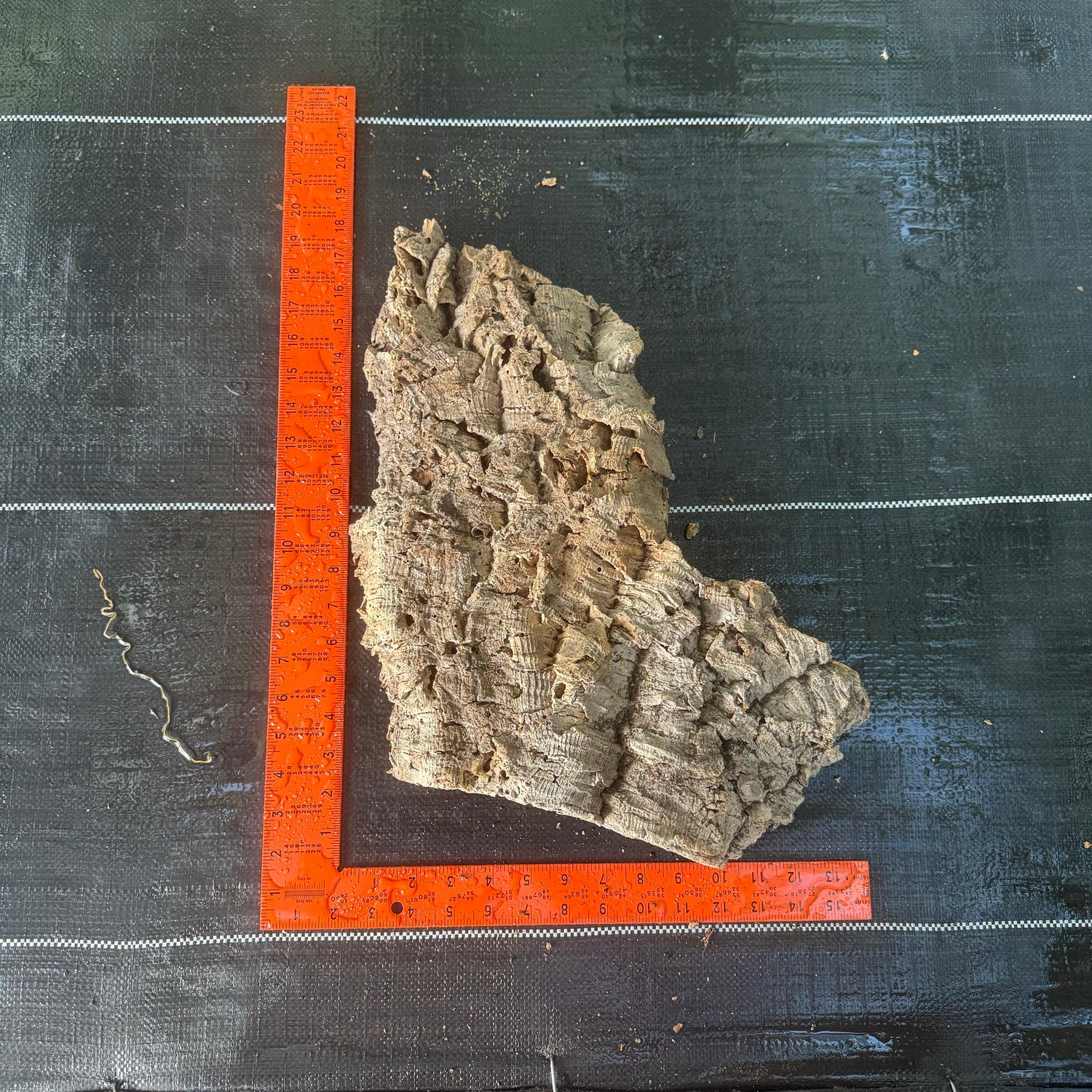 XL Cork Bark Slabs- Choose Your Mount
